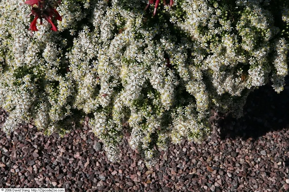 Myrten-Aster (Aster Ericoides 'Schneegitter') — 'Schneegitter' provides a magnificent display of tiny; perennial with white blooms