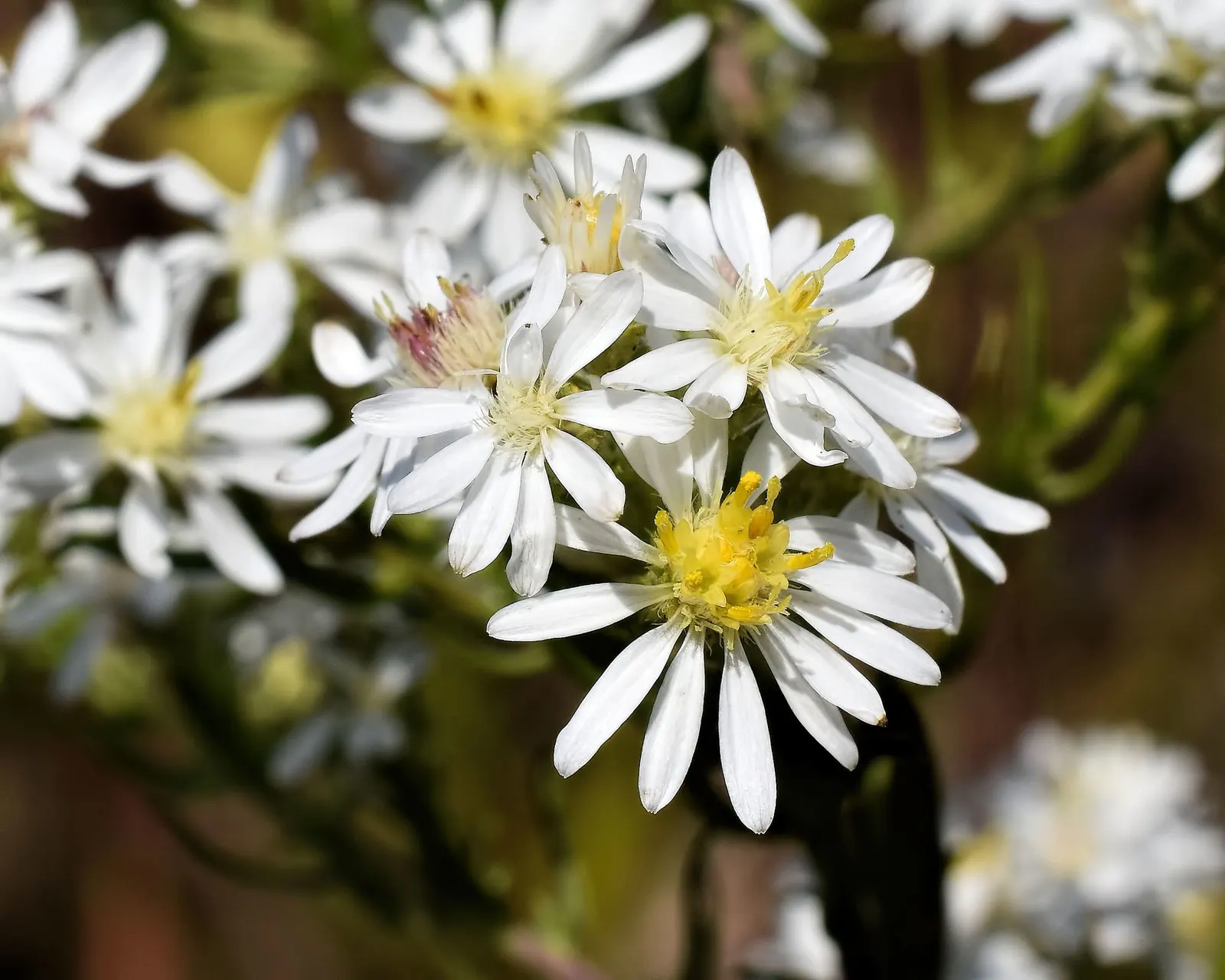 Myrten-Aster (Aster Ericoides 'Schneegitter') — The dense floral coverage creates a snowflake-like effect