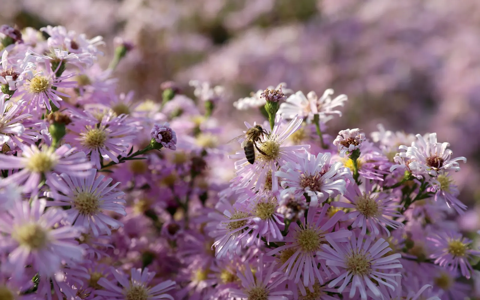 Myrten-Aster (Aster Ericoides 'Schneegitter') — needle-like foliage that gives the plant a Myrtle-like appearance