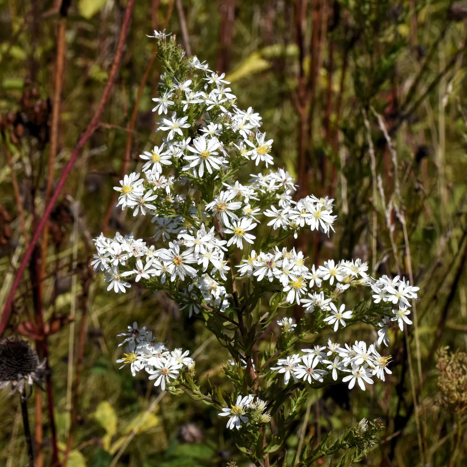 Myrten-Aster (Aster Ericoides 'Schneegitter') — This variety of heath aster is cherished for its fine