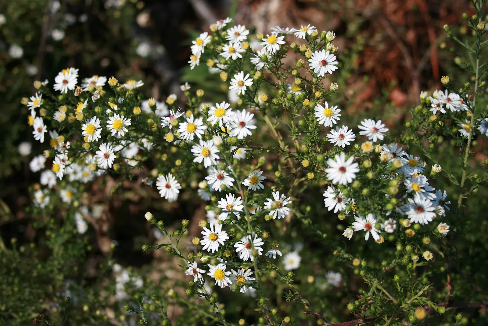 Myrten-Aster (Aster Ericoides 'Schneegitter') — Its late-season blooms offer a valuable nectar source for pollinators like bees and butterflies; white flowers