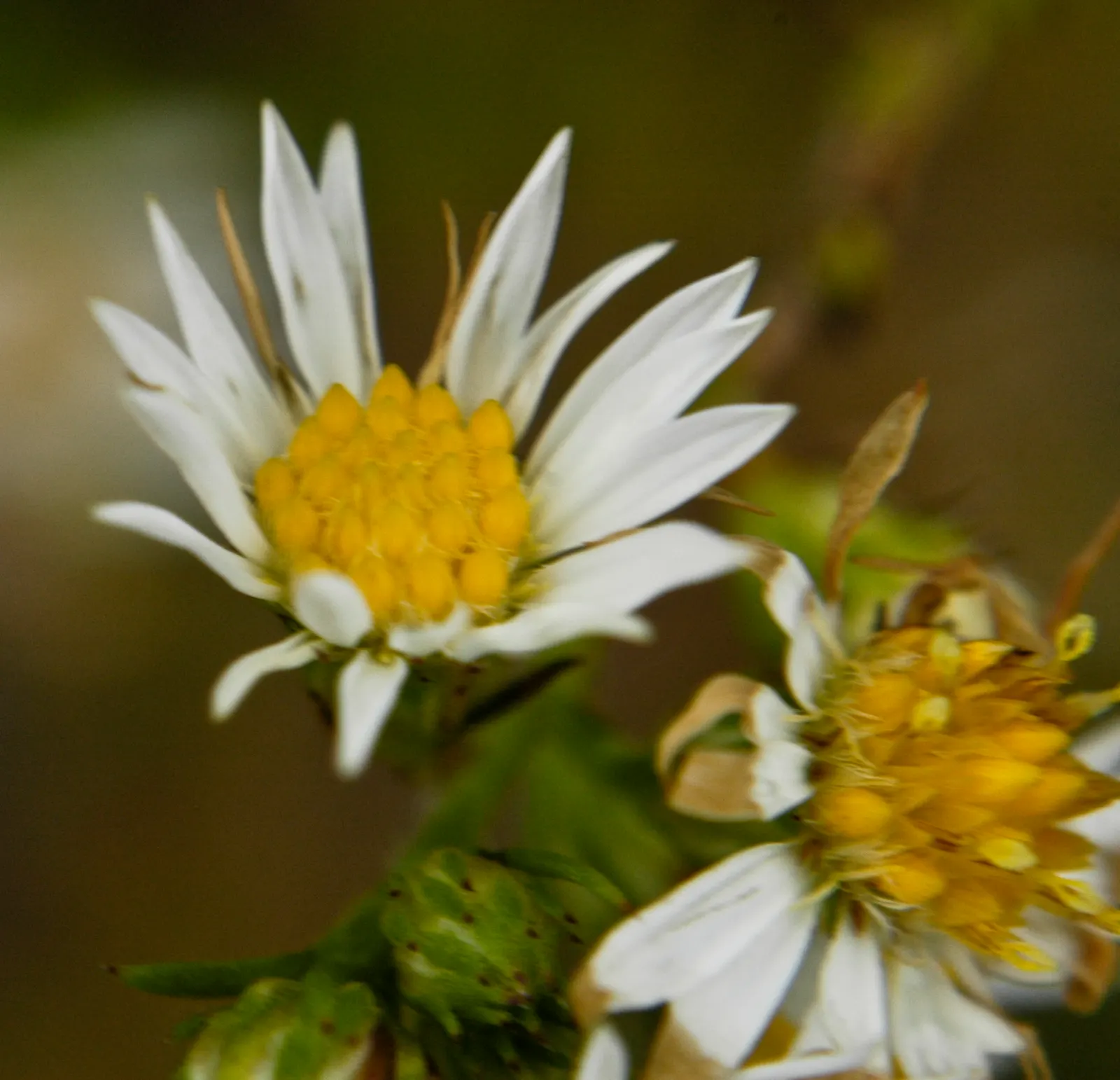 Myrten-Aster (Aster Ericoides 'Schneegitter') — perennial with white blooms