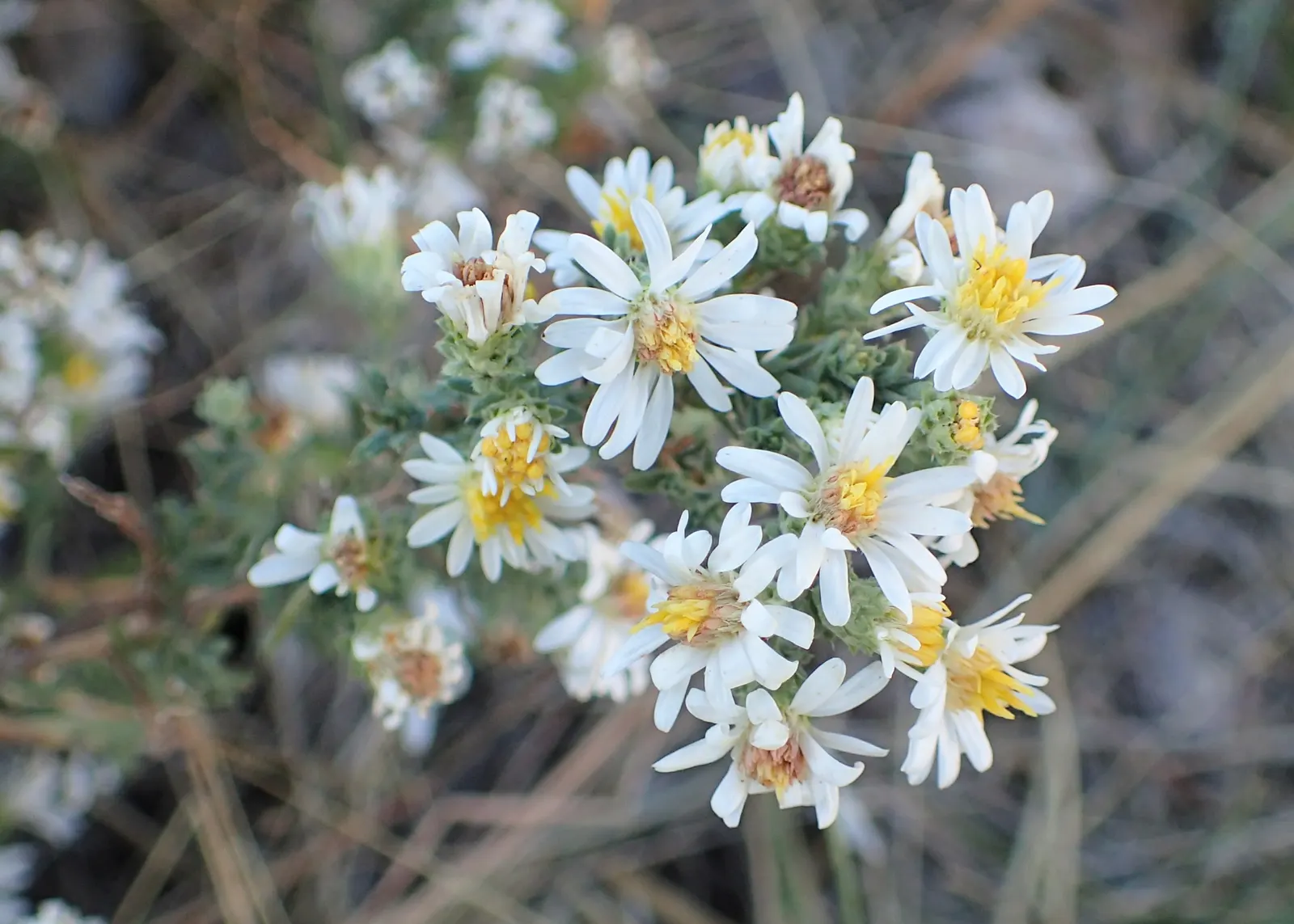 Myrten-Aster (Aster Ericoides 'Schneegitter') — needle-like foliage that gives the plant a Myrtle-like appearance; this aster thrives in full sun, image 42