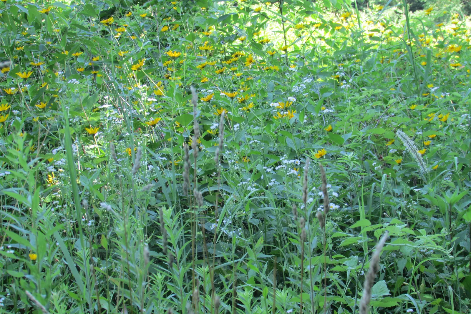Myrten-Aster (Aster Ericoides 'Schneegitter') — This variety of heath aster is cherished for its fine; consider its vertical stature and autumnal, image 41