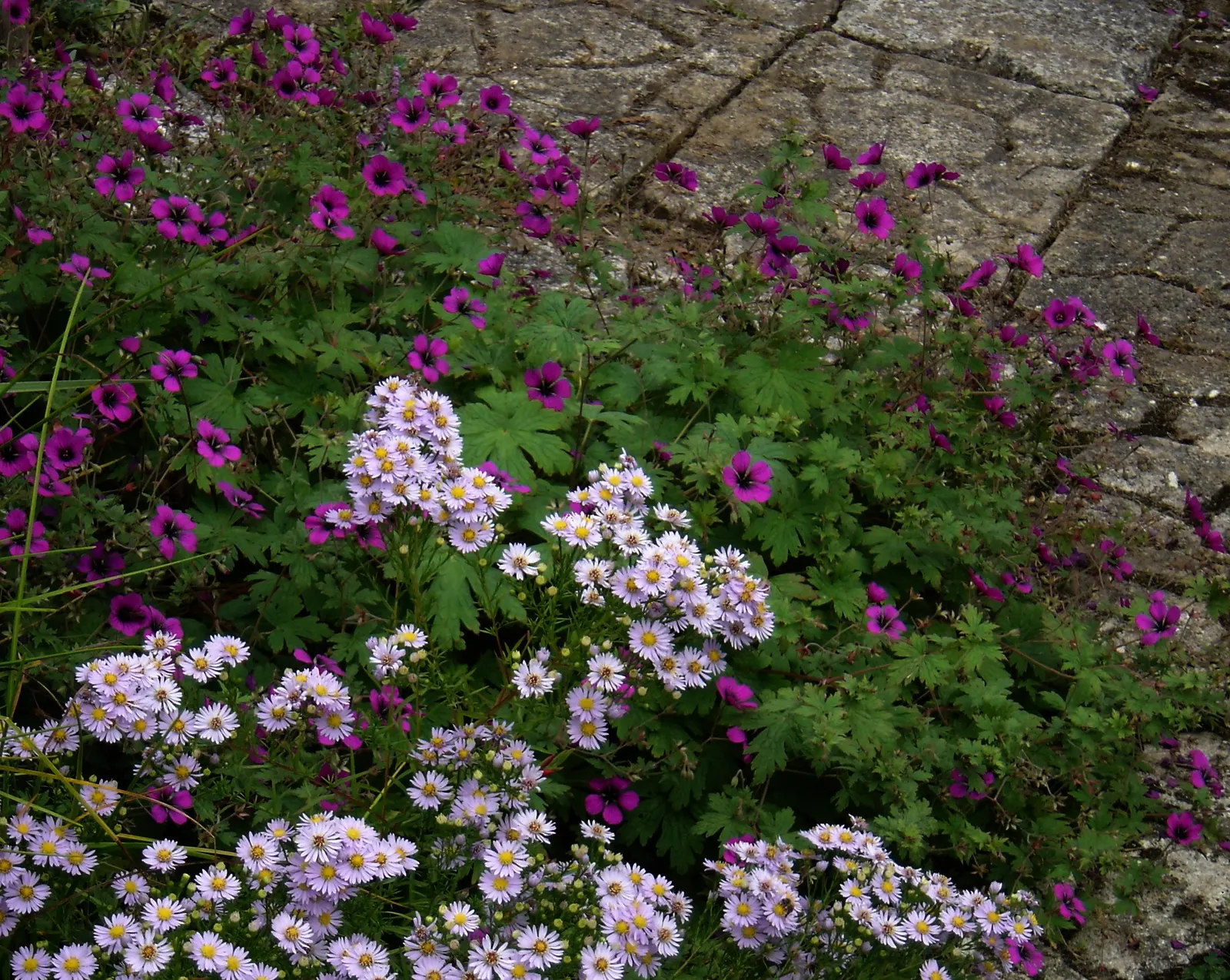 Myrten-Aster (Aster Ericoides 'Schneegitter') — consider its vertical stature and autumnal timing; this variety of heath aster is cherished for its, image 50
