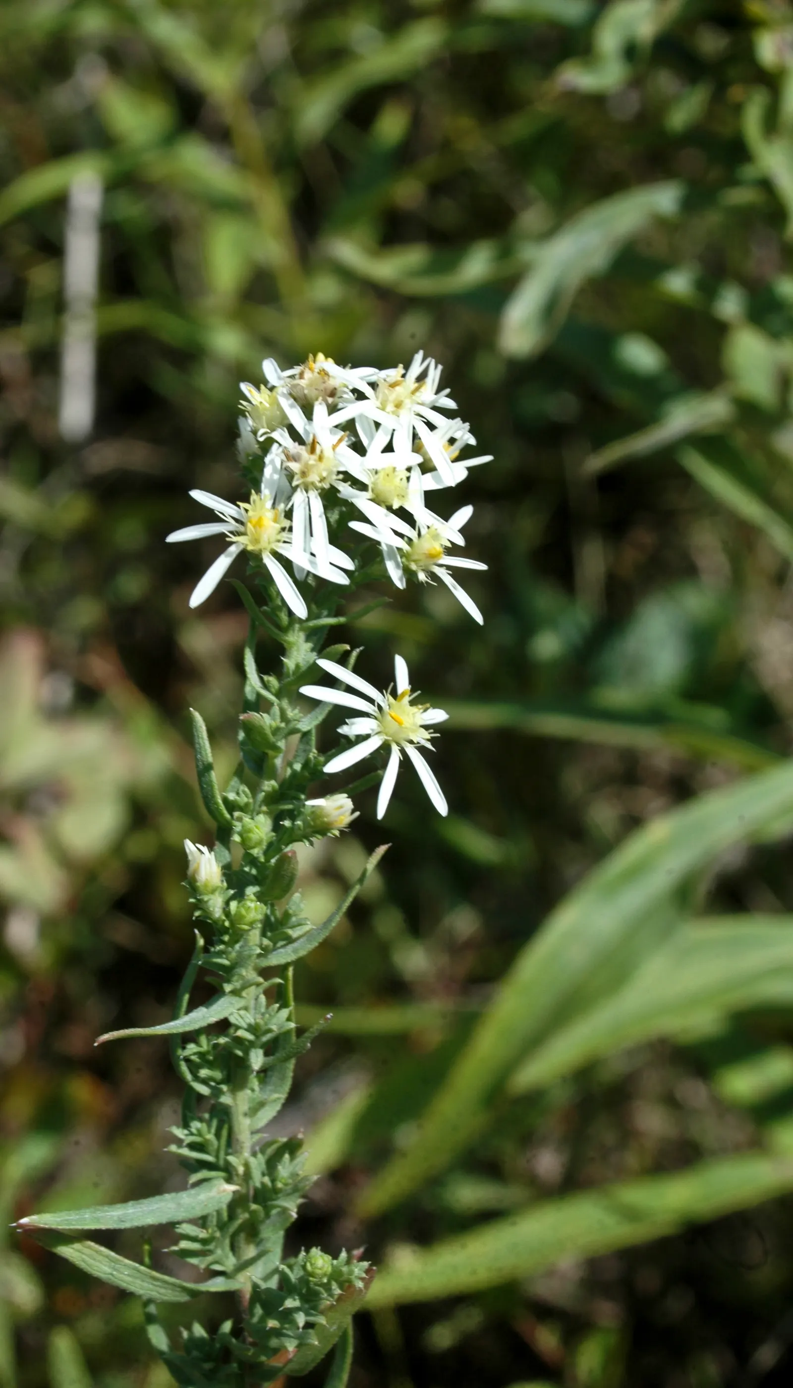 Myrten-Aster (Aster Ericoides 'Schneegitter') — This aster thrives in full sun and well-drained soil, offering a fine-textured, frothy appearance; perennial