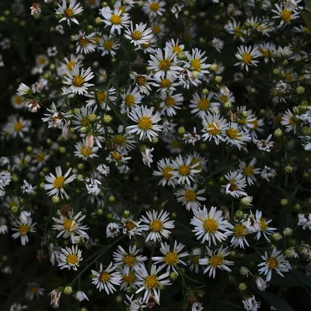 Myrten-Aster (Aster Ericoides 'Schneegitter') — This aster will require spacing of about 24 to 36 inches center-on-center and minimal maintenance; or as a
