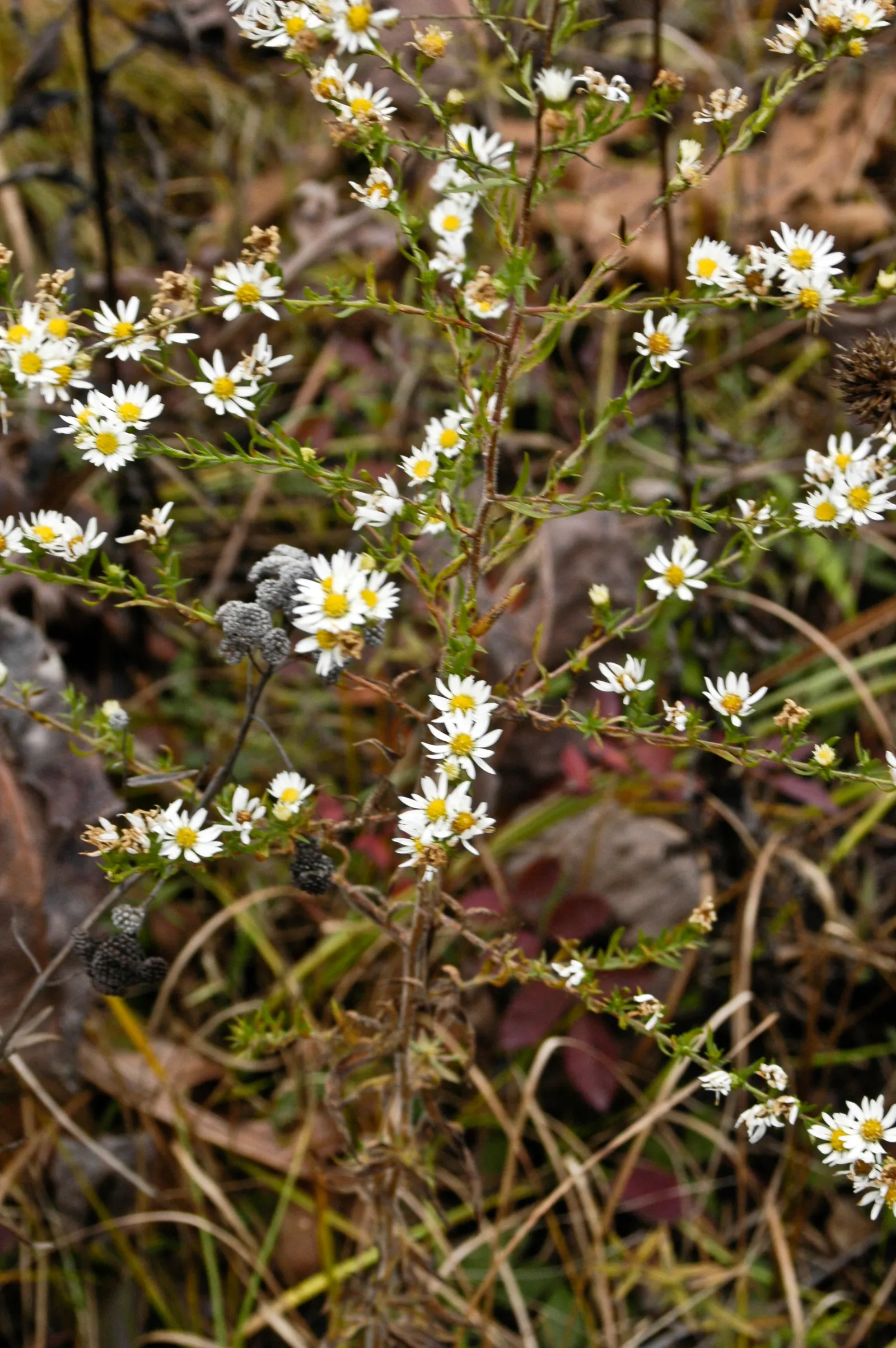 Myrten-Aster (Aster Ericoides 'Schneegitter') — commonly known as Heath Aster; it's drought tolerant, attracts pollinators, and excels in borders or as a