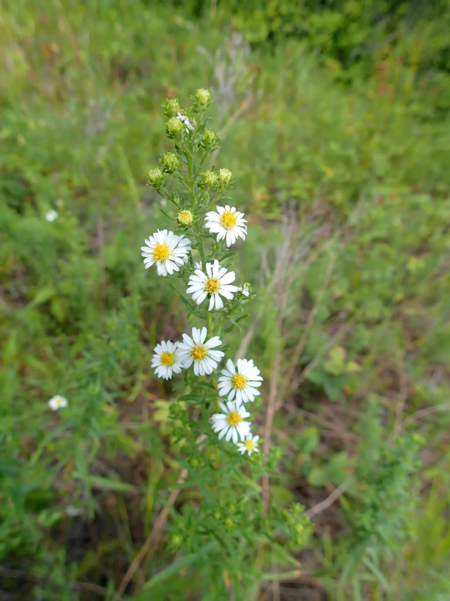 Myrten-Aster (Aster Ericoides 'Schneegitter') — This variety of heath aster is cherished for its fine; consider its vertical stature and autumnal timing