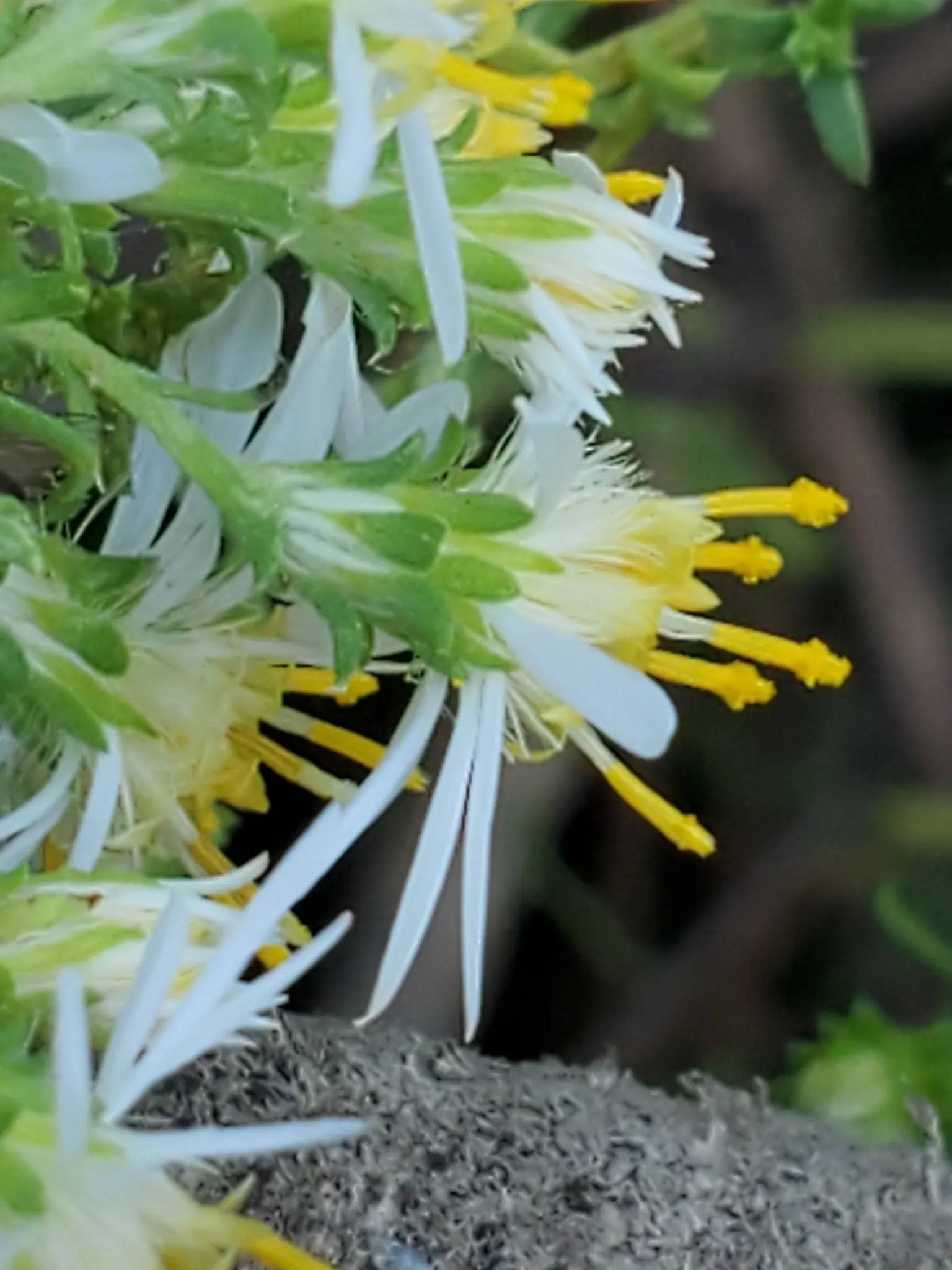 Myrten-Aster (Aster Ericoides 'Schneegitter') — commonly known as Heath Aster