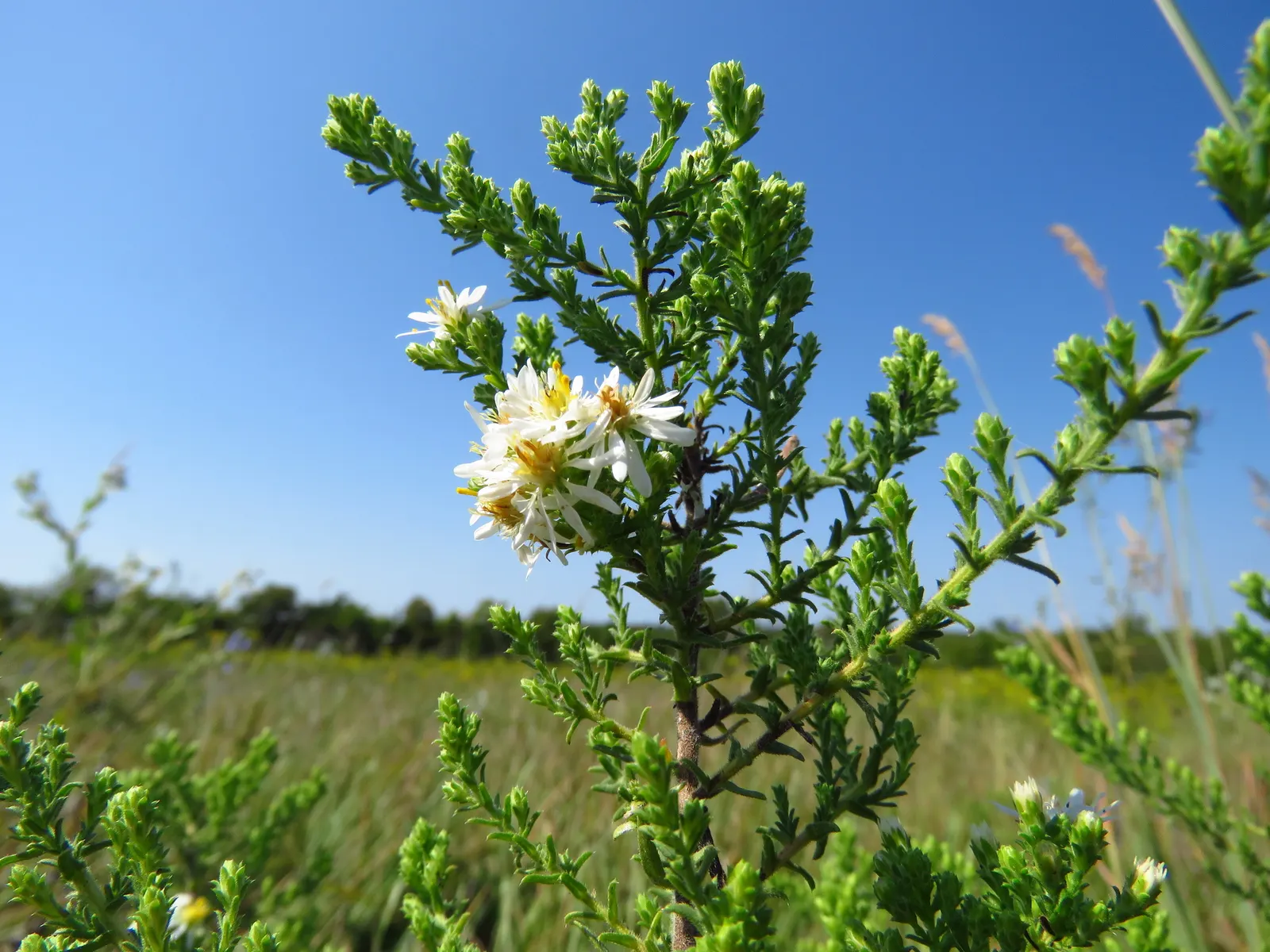 Myrten-Aster (Aster Ericoides 'Schneegitter') — Its late-season blooms offer a valuable nectar source for pollinators like bees and butterflies