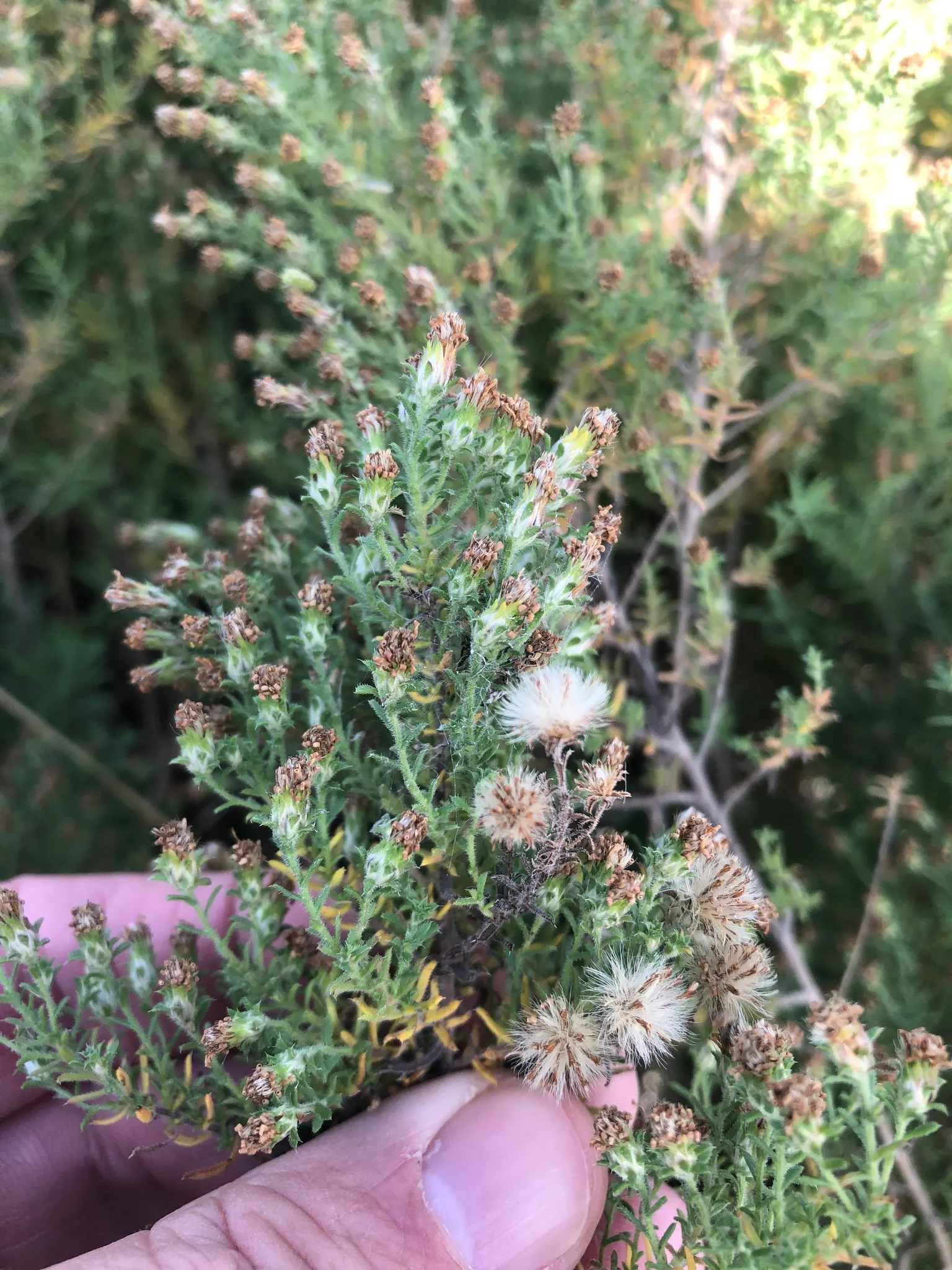 Myrten-Aster (Aster Ericoides 'Schneegitter') — each with a striking yellow center