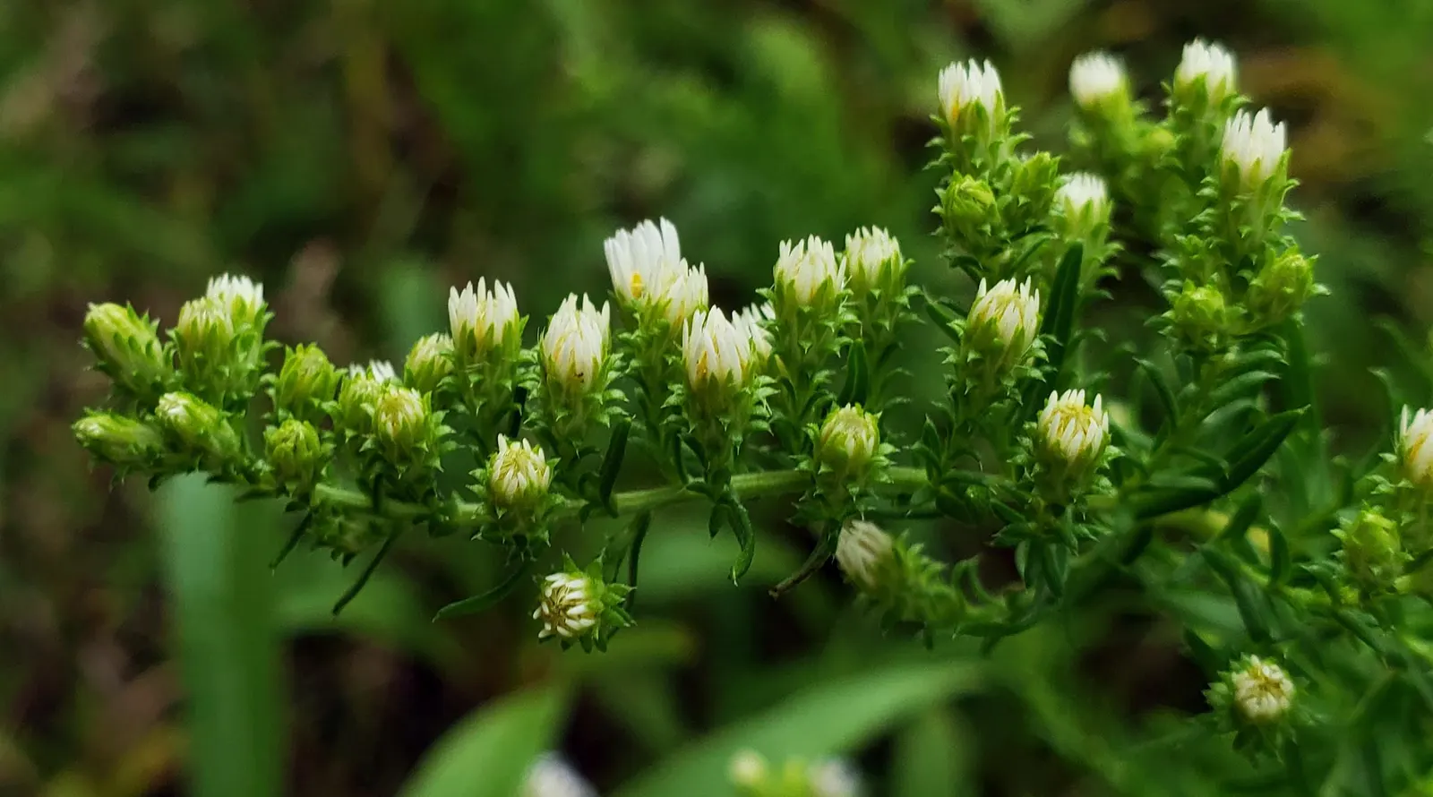 Myrten-Aster (Aster Ericoides 'Schneegitter') — perennial for half or shade