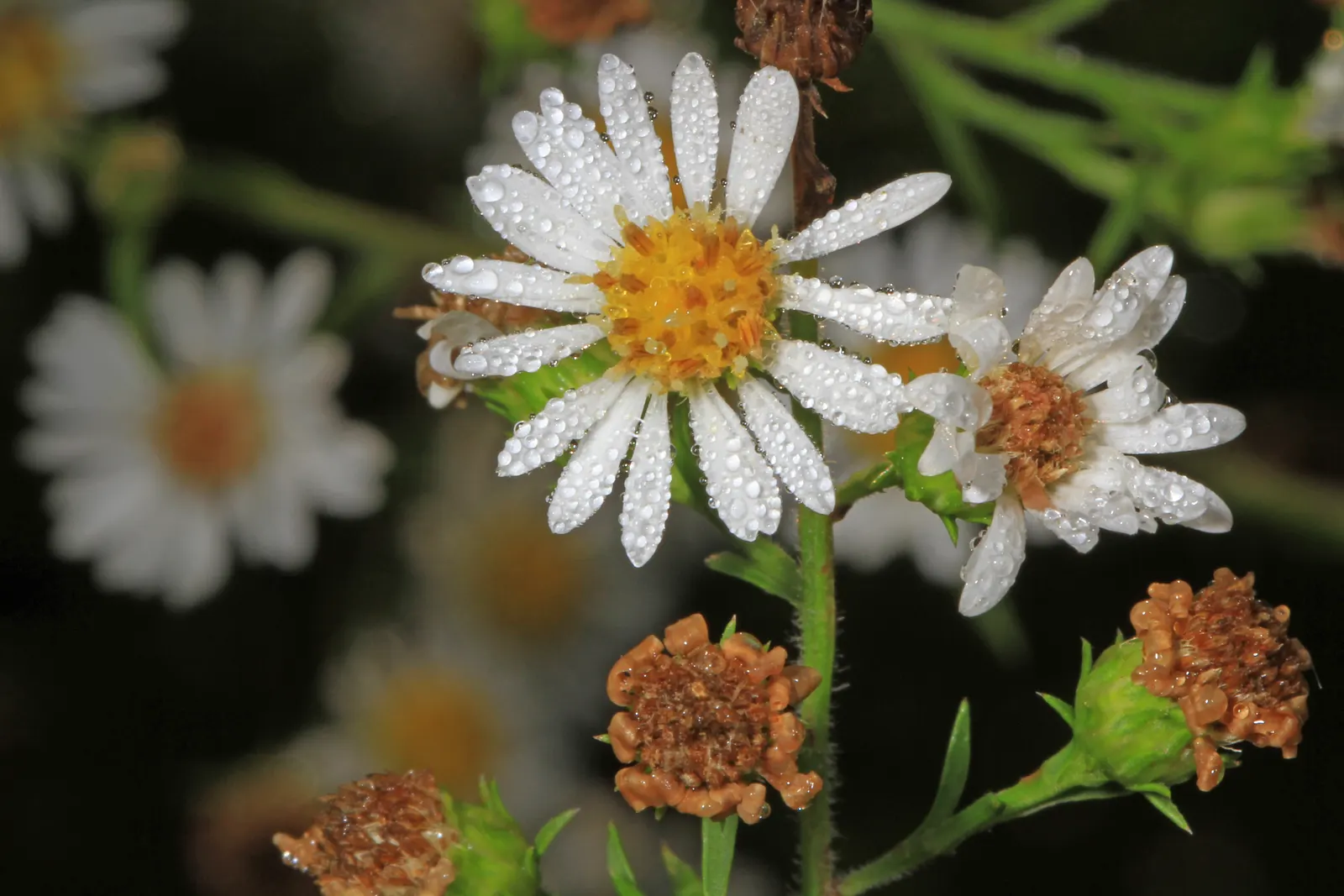 Myrten-Aster (Aster Ericoides 'Schneegitter') — each with a striking yellow center; needle-like foliage that gives the plant a Myrtle-like appearance