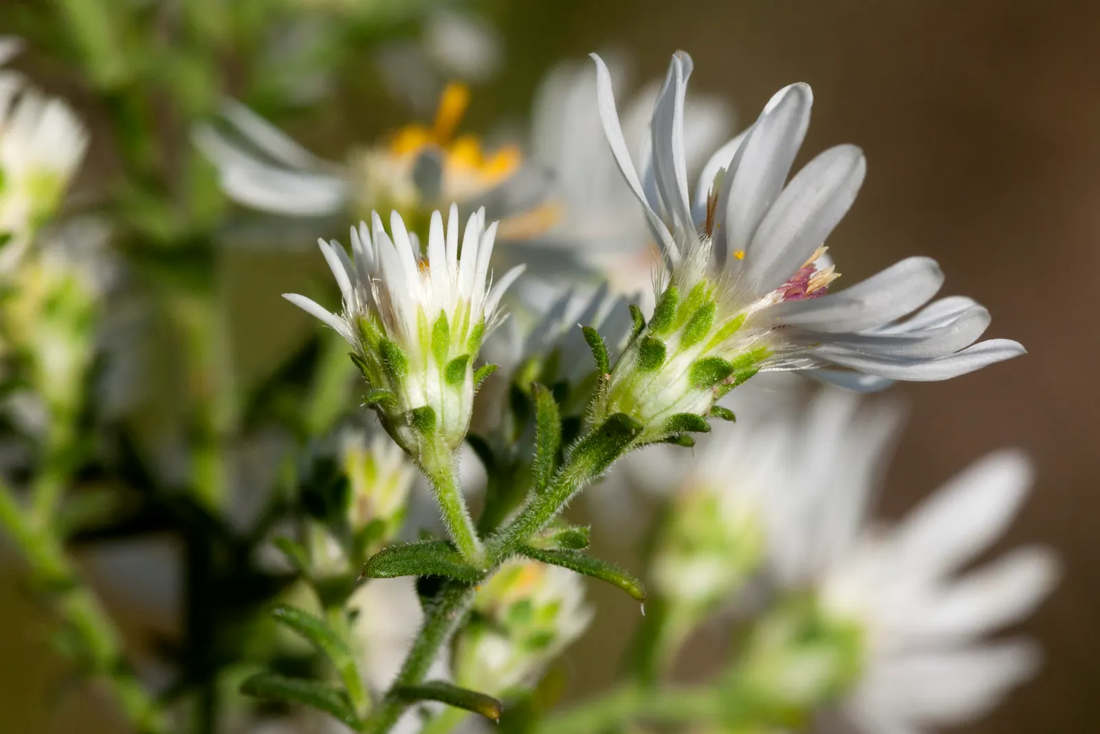 Myrten-Aster (Aster Ericoides 'Schneegitter') — It's drought tolerant, attracts pollinators, and excels in borders or as a groundcover