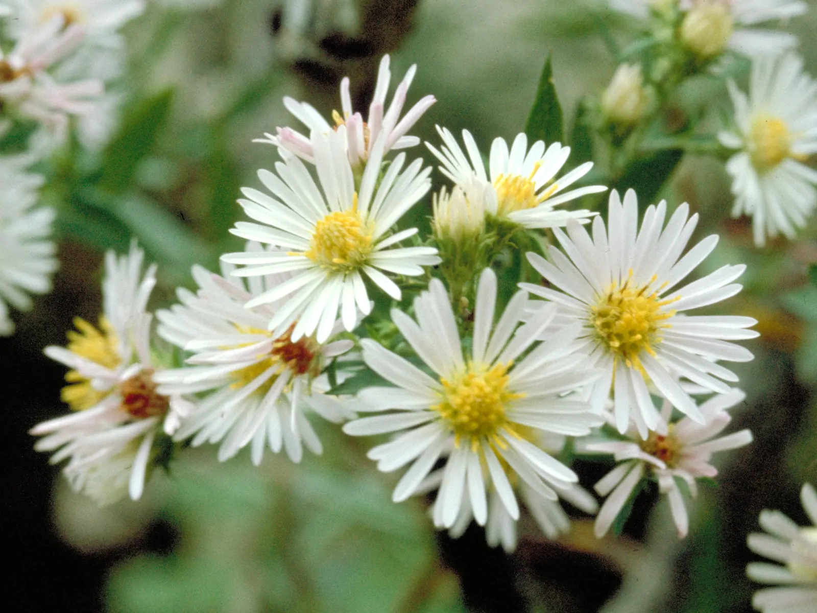 Myrten-Aster (Aster Ericoides 'Schneegitter') — It's drought tolerant, attracts pollinators, and excels in borders or as a groundcover; adaptable to USDA