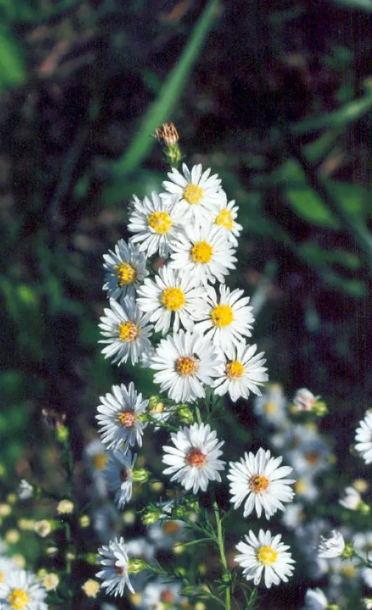 Myrten-Aster (Aster Ericoides 'Schneegitter') — consider its vertical stature and autumnal timing; this variety of heath aster is cherished for its fine
