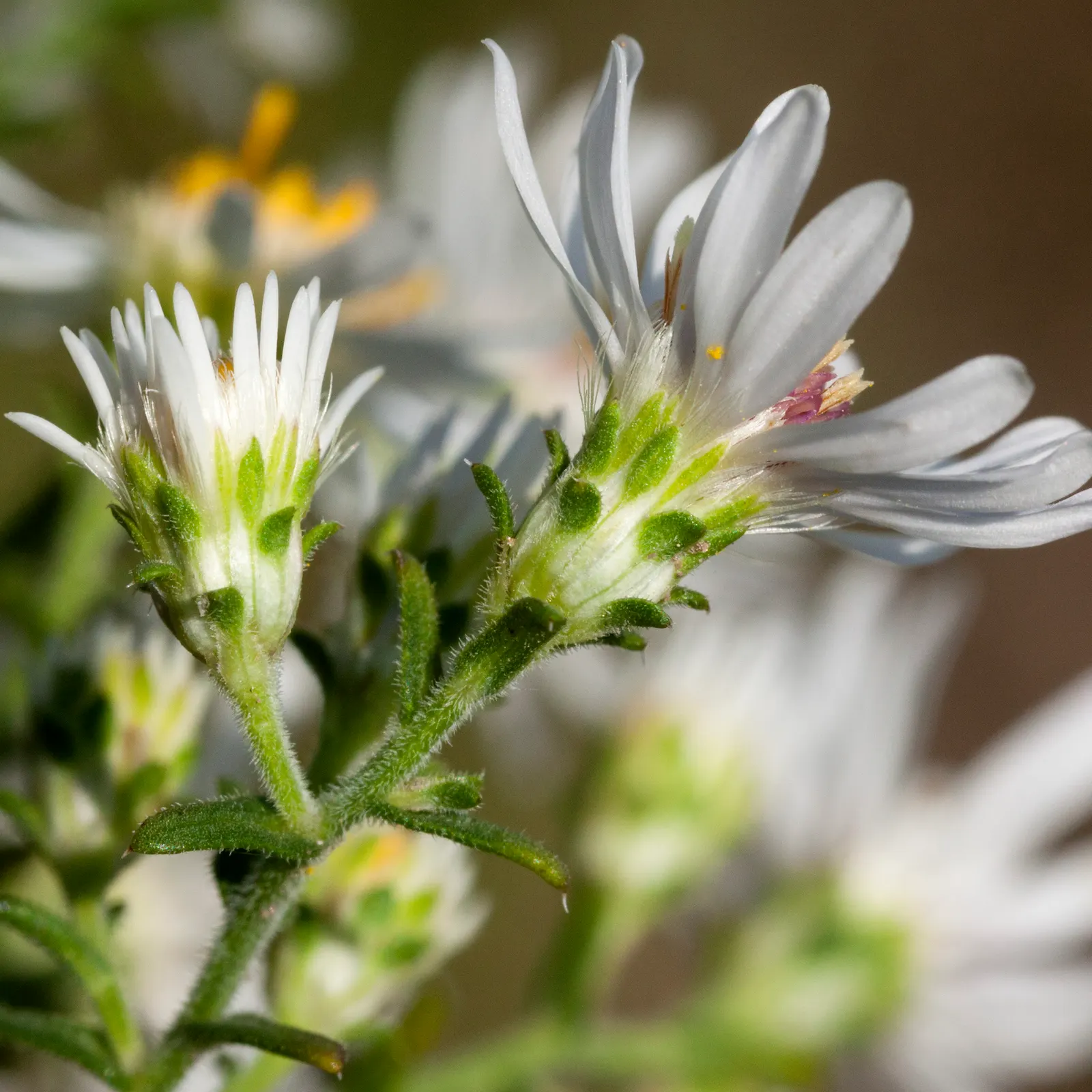 Myrten-Aster (Aster Ericoides 'Schneegitter') — The dense floral coverage creates a snowflake-like effect; its late-season blooms offer a valuable nectar
