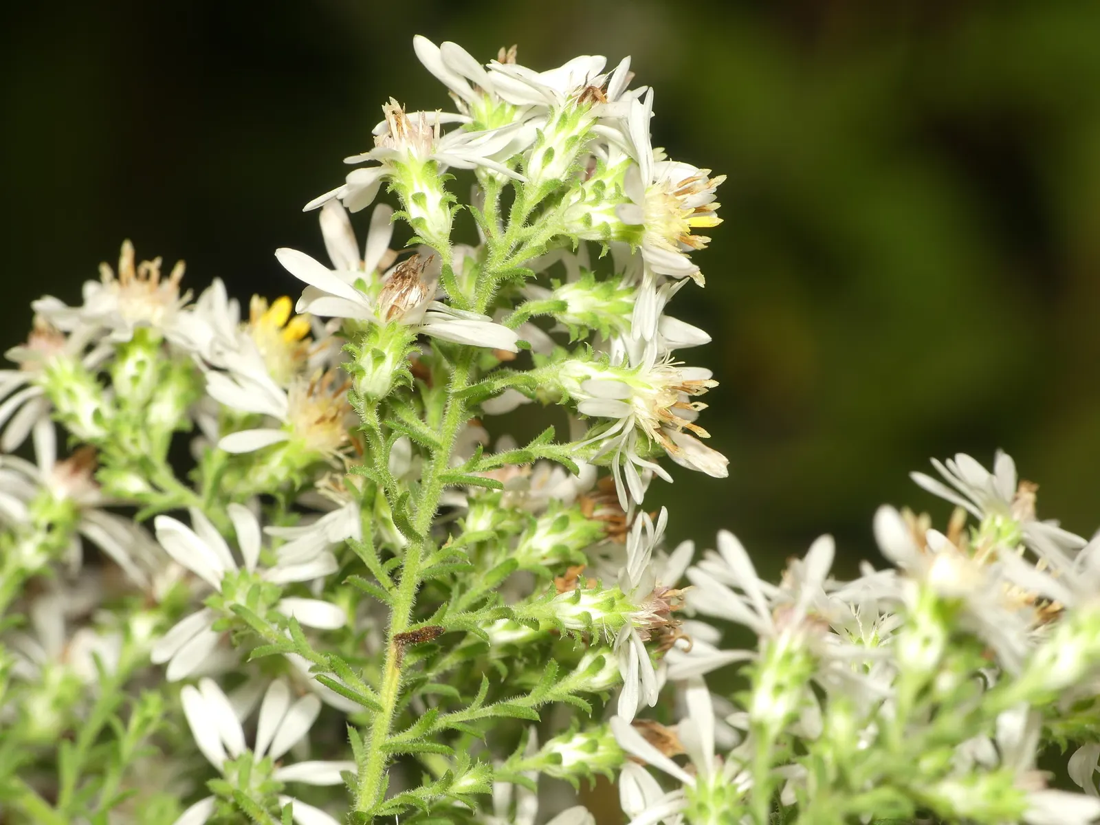 Myrten-Aster (Aster Ericoides 'Schneegitter') — or as a backdrop for shorter perennials; each with a striking yellow center, image 48