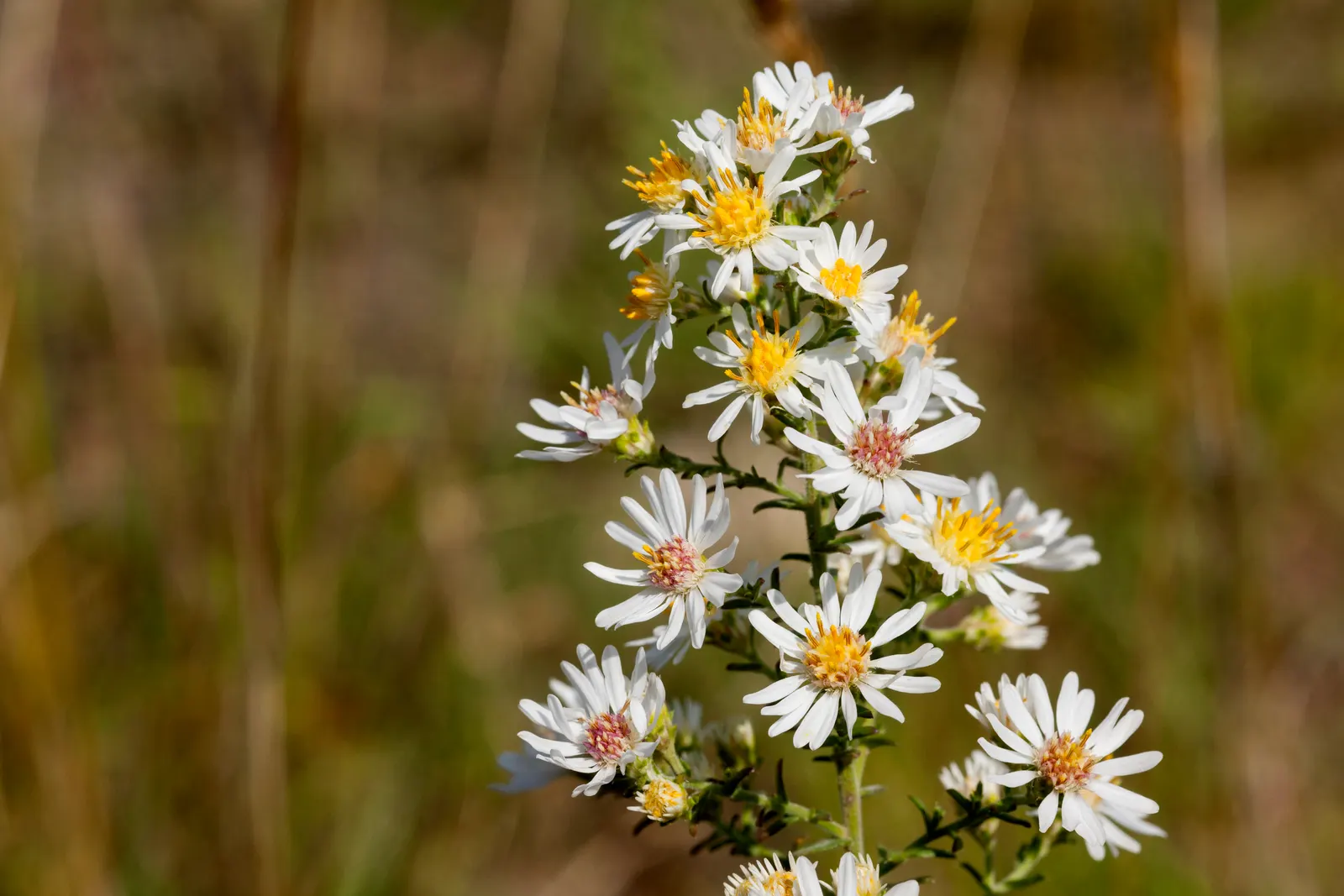 Myrten-Aster (Aster Ericoides 'Schneegitter') — adaptable to USDA Hardiness Zones 3 through 8