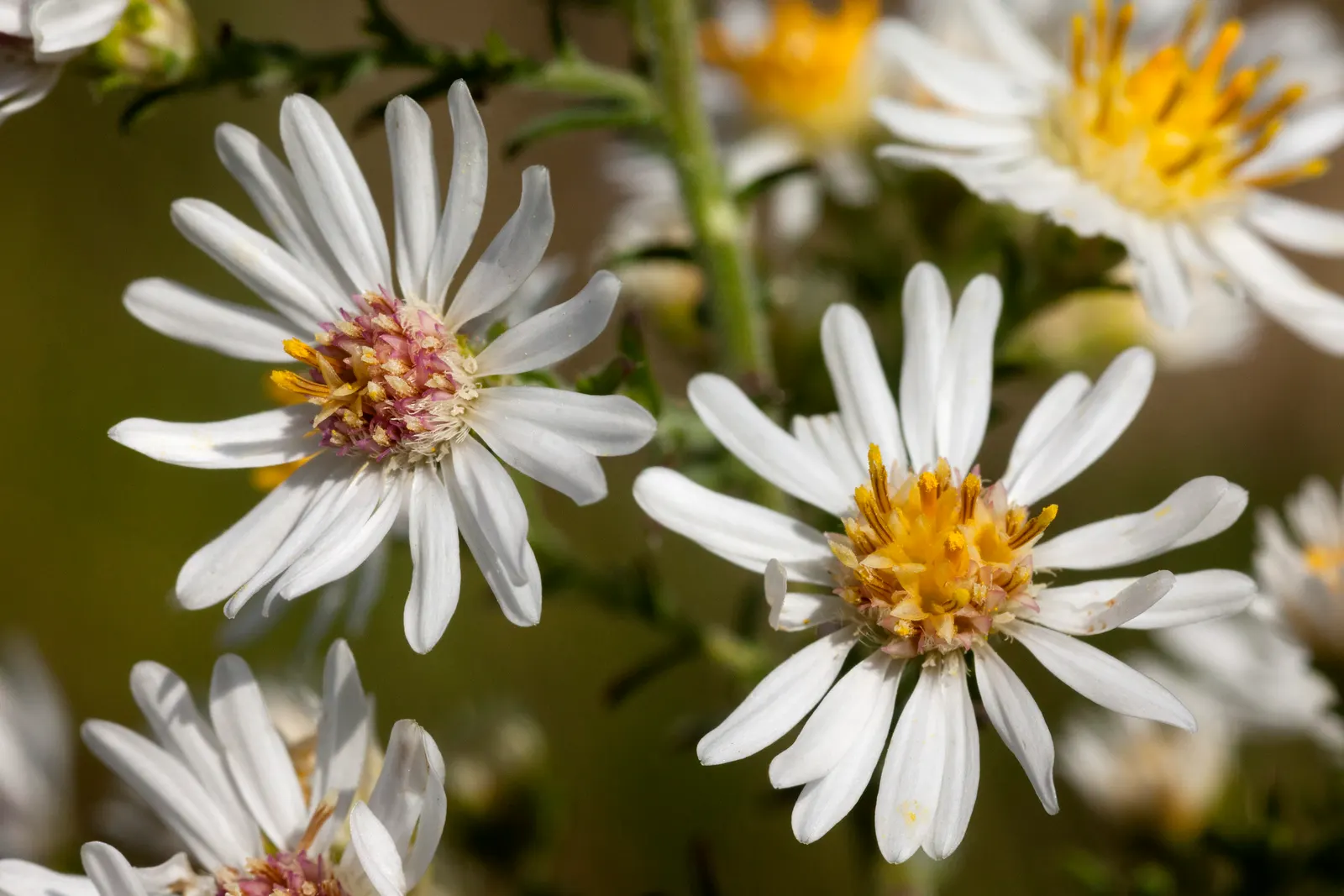 Myrten-Aster (Aster Ericoides 'Schneegitter') — It's drought tolerant, attracts pollinators, and excels in borders or as a groundcover; adaptable, image 40