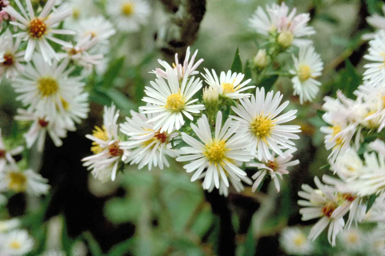 Myrten-Aster (Aster Ericoides 'Schneegitter') — perennial with white blooms; 'Schneegitter' provides a magnificent display of tiny