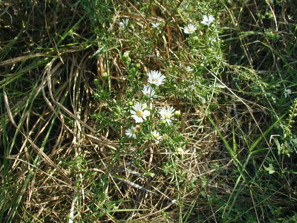 Myrten-Aster (Aster Ericoides 'Schneegitter') — This aster thrives in full sun and well-drained soil, offering a fine-textured, frothy appearance, image 39