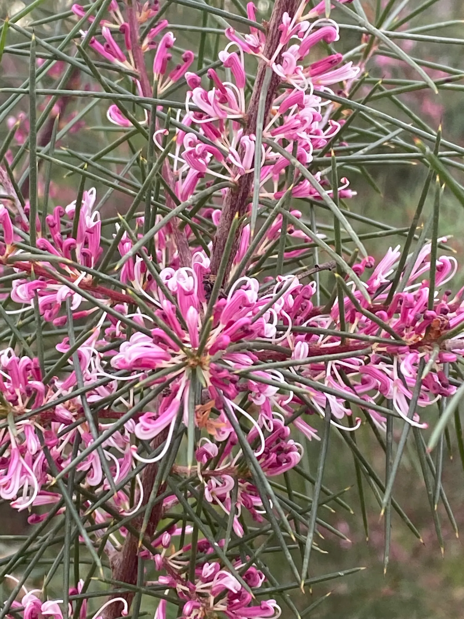 Hakea (Hakea Obtusa) — Preferring full sun and well-drained soils; sweetly-scented flowers in spring