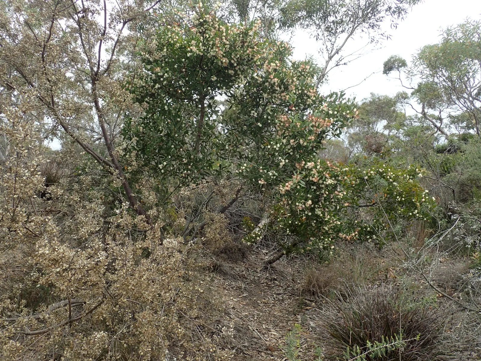 Hakea (Hakea Obtusa) — shrub / tree for full; sure to captivate and impress within your garden spaces