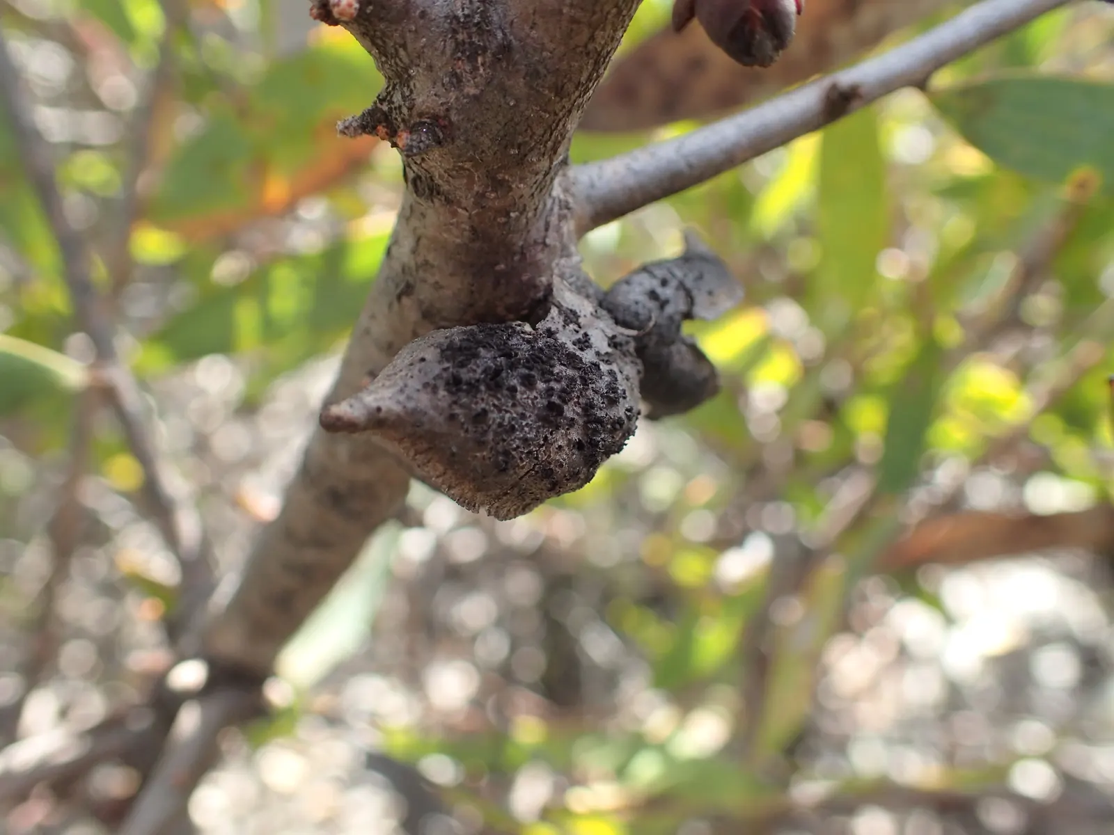 Hakea (Hakea Obtusa) — shrub / tree for full; sure to captivate and impress within your garden spaces, image 87