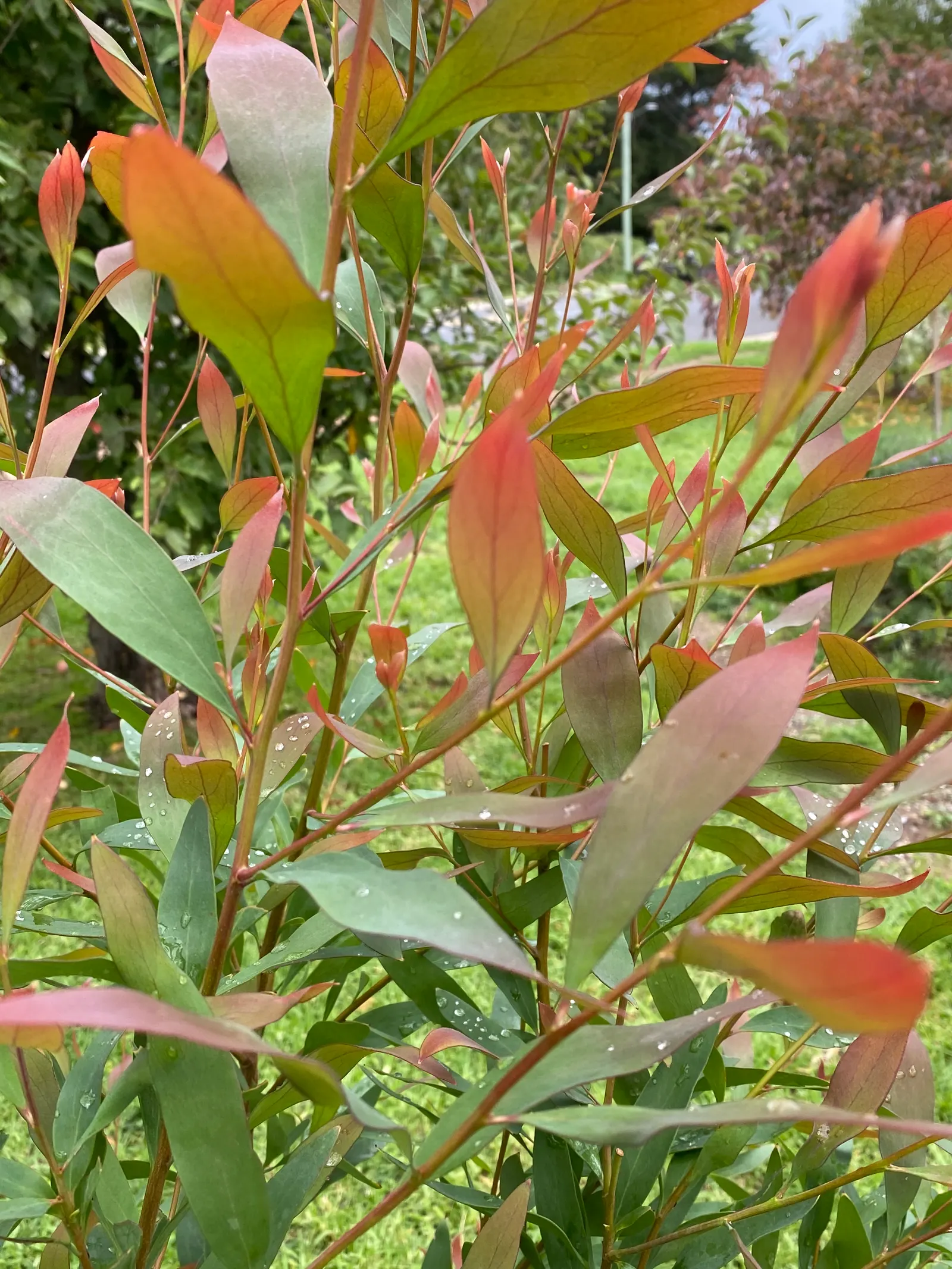 Hakea (Hakea Obtusa) — multi-colored and orange and red flowers in the garden; hakea obtusa boasts stout stems clothed in leathery, image 85