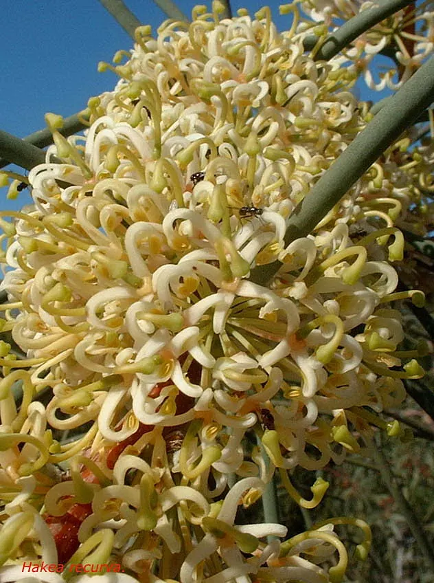 Hakea (Hakea Obtusa) — from informal cottage gardens to structured modern designs; blue-green leaves that grow up to 3 to 4 inches long