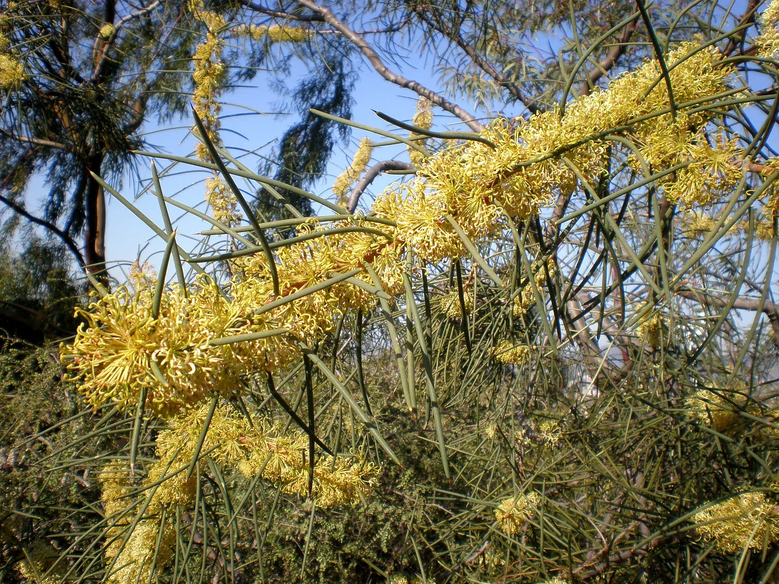Hakea (Hakea Obtusa) — leathery leaves and produces striking cream to pink; exhibiting exceptional drought tolerance once established, image 60