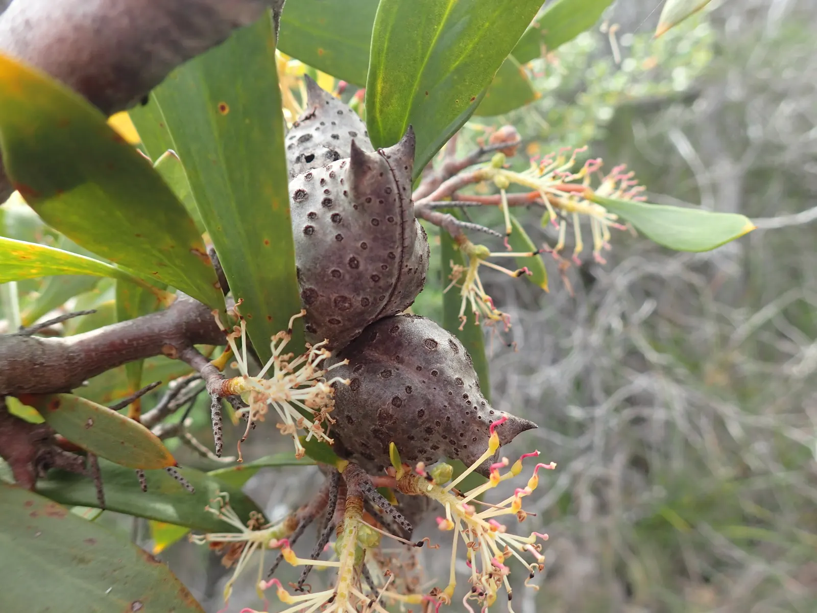 Hakea (Hakea Obtusa) — sweetly-scented flowers in spring; woody seed pods will form, image 61
