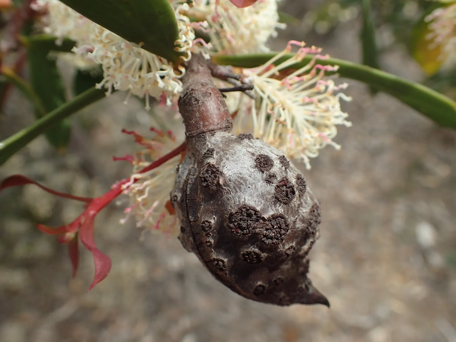 Hakea (Hakea Obtusa) — After the flowering period; shrub / tree for full, image 75