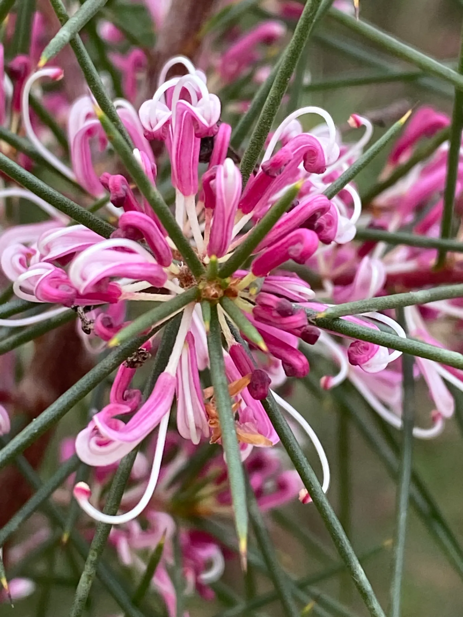 Hakea (Hakea Obtusa) — cushion-like inflorescences; leathery leaves and produces striking cream to pink