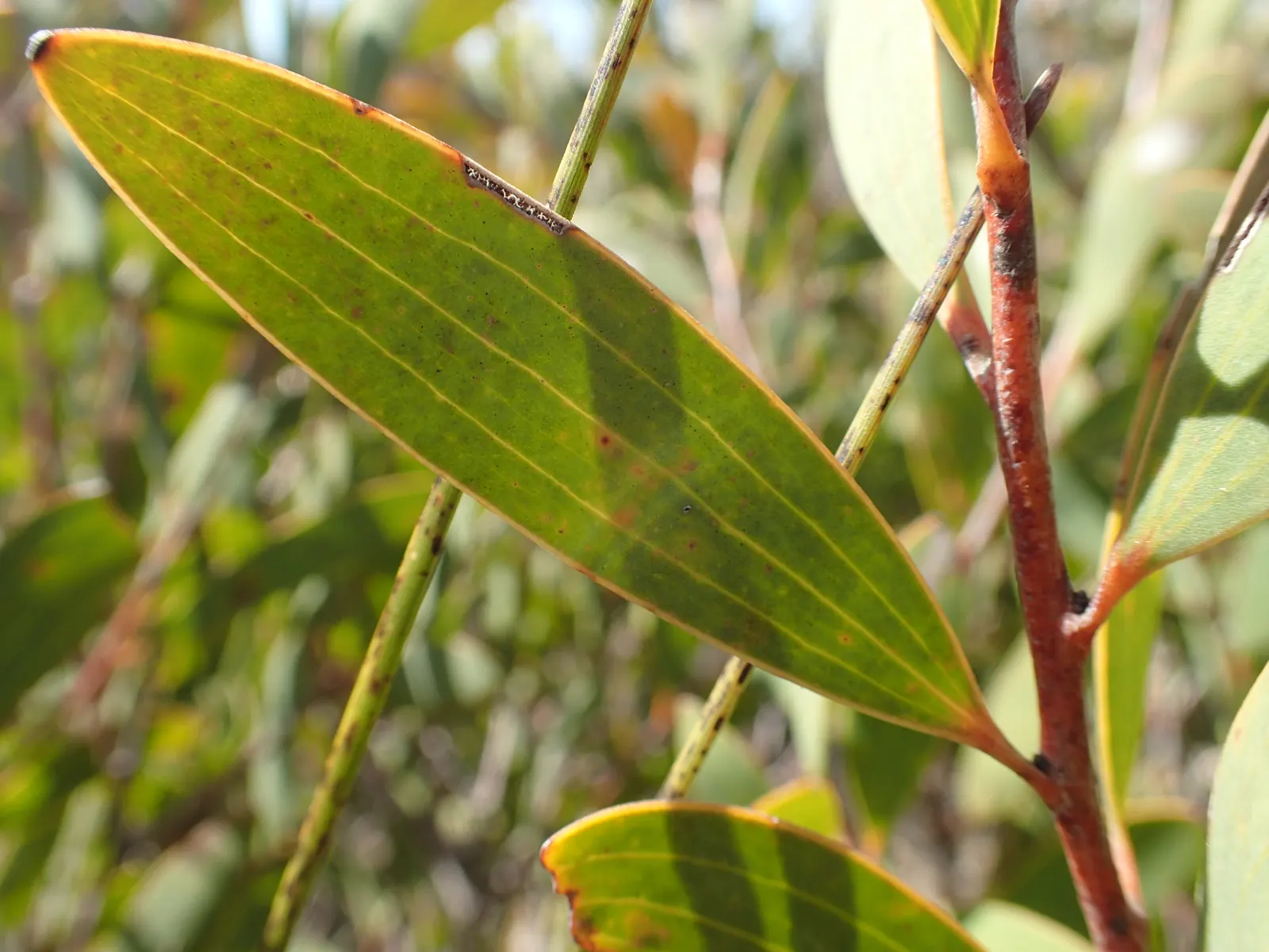 Hakea (Hakea Obtusa) — adding ecological value to your garden; making it adaptable to various landscape styles