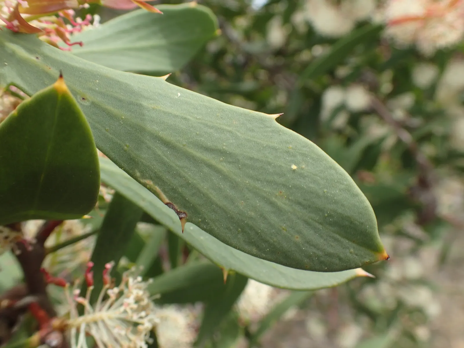 Hakea (Hakea Obtusa) — Hakea obtusa boasts stout stems clothed in leathery; from informal cottage gardens to structured modern designs, image 70