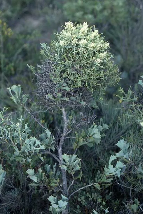 Hakea (Hakea Obtusa) — These are not only visually appealing but also attract a variety of pollinators