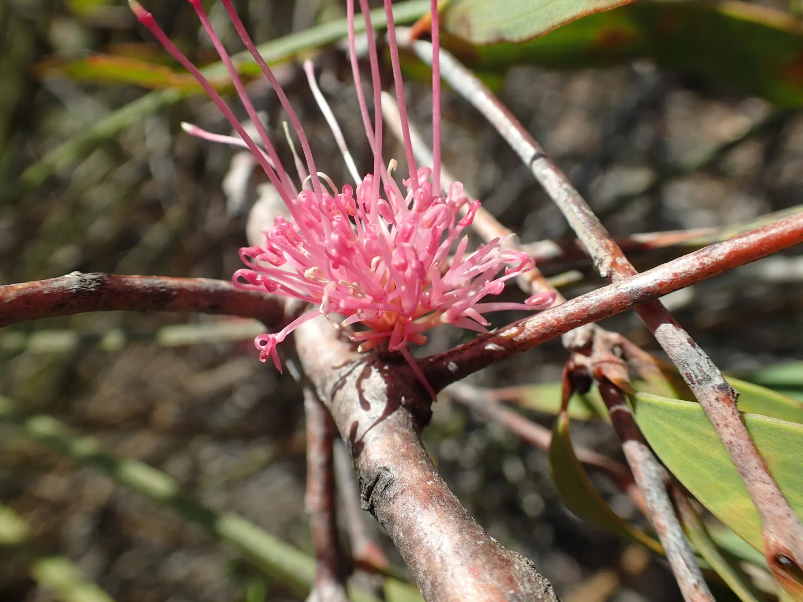 Hakea (Hakea Obtusa) — These are not only visually appealing but also attract a variety of pollinators, image 73