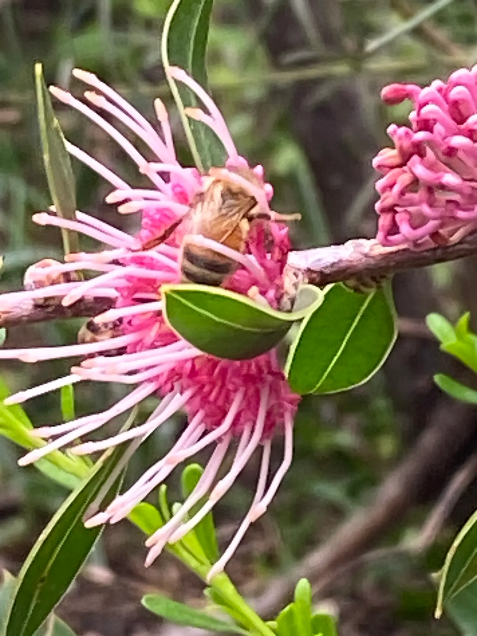 Hakea (Hakea Obtusa) — this drought-tolerant plant offers low maintenance and excellent resilience; this resilient species thrives in USDA zones 9-11