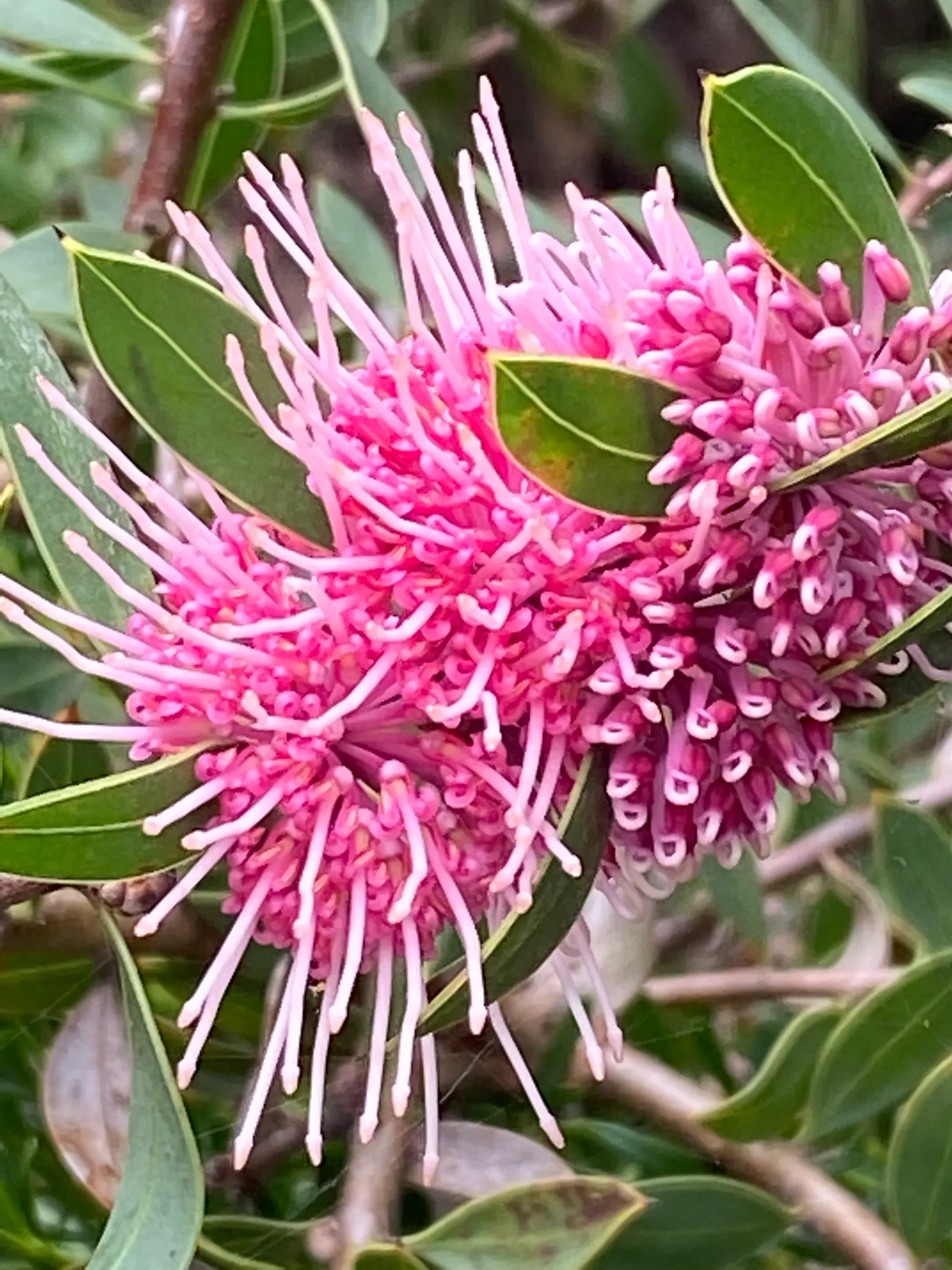 Hakea (Hakea Obtusa) — or loamy soils and a full to partial sun location
