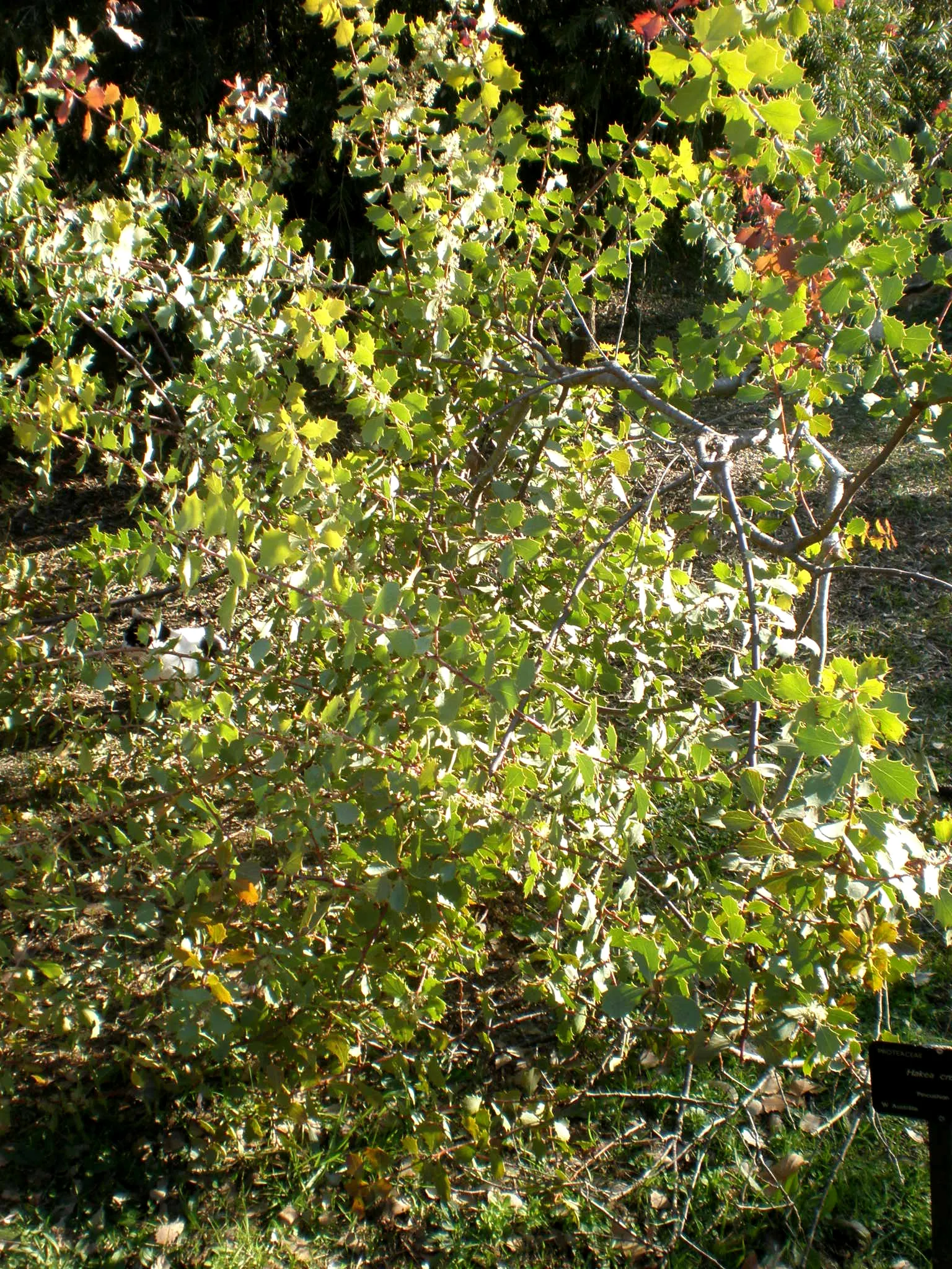 Hakea (Hakea Obtusa) — an evergreen shrub native to Australia