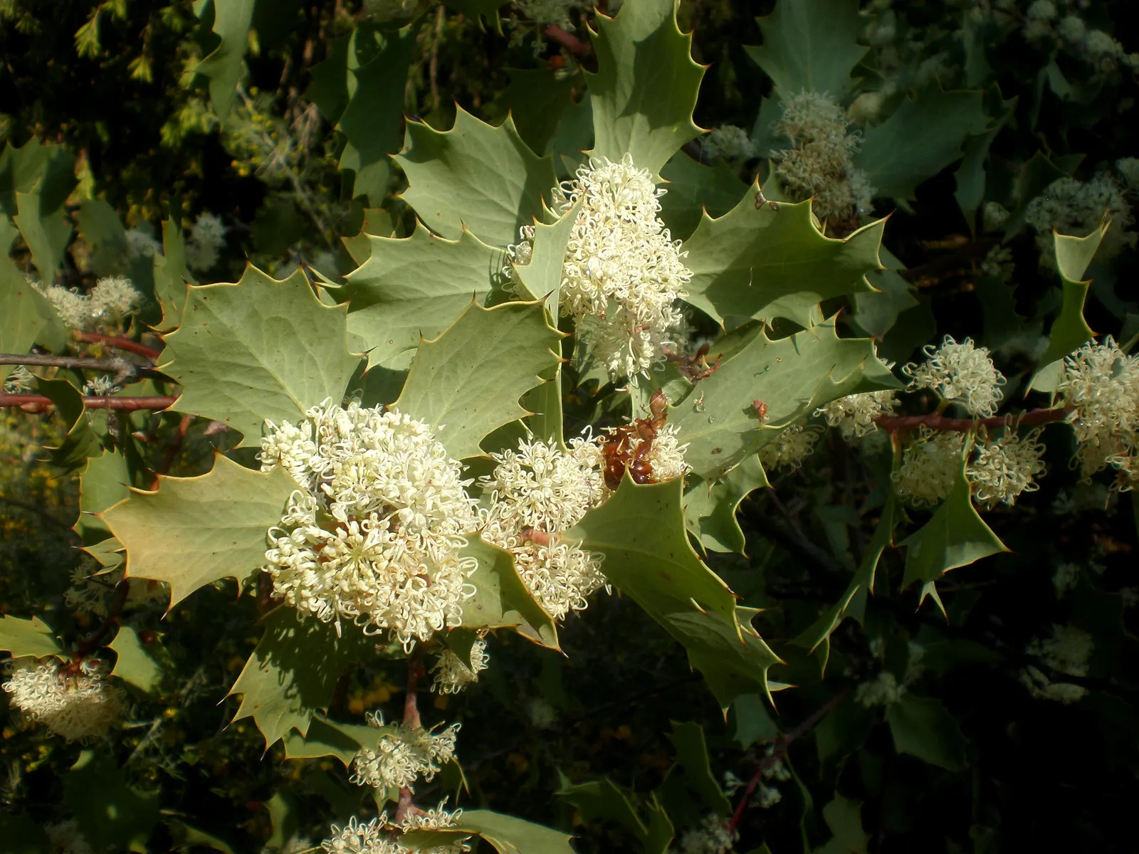 Hakea (Hakea Obtusa) — shrub / tree with multi-colored and orange and red blooms