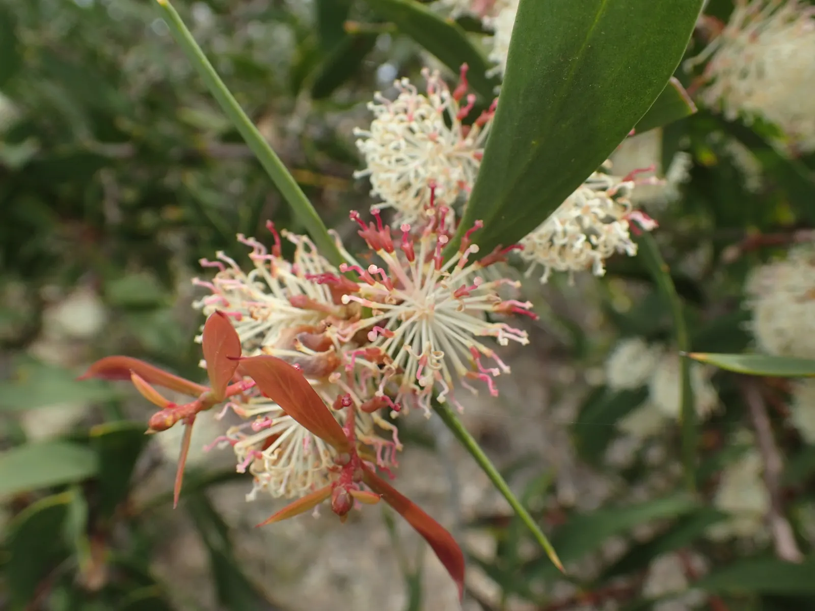 Hakea (Hakea Obtusa) — making it adaptable to various landscape styles; this drought-tolerant plant offers low maintenance and excellent resilience, image 80