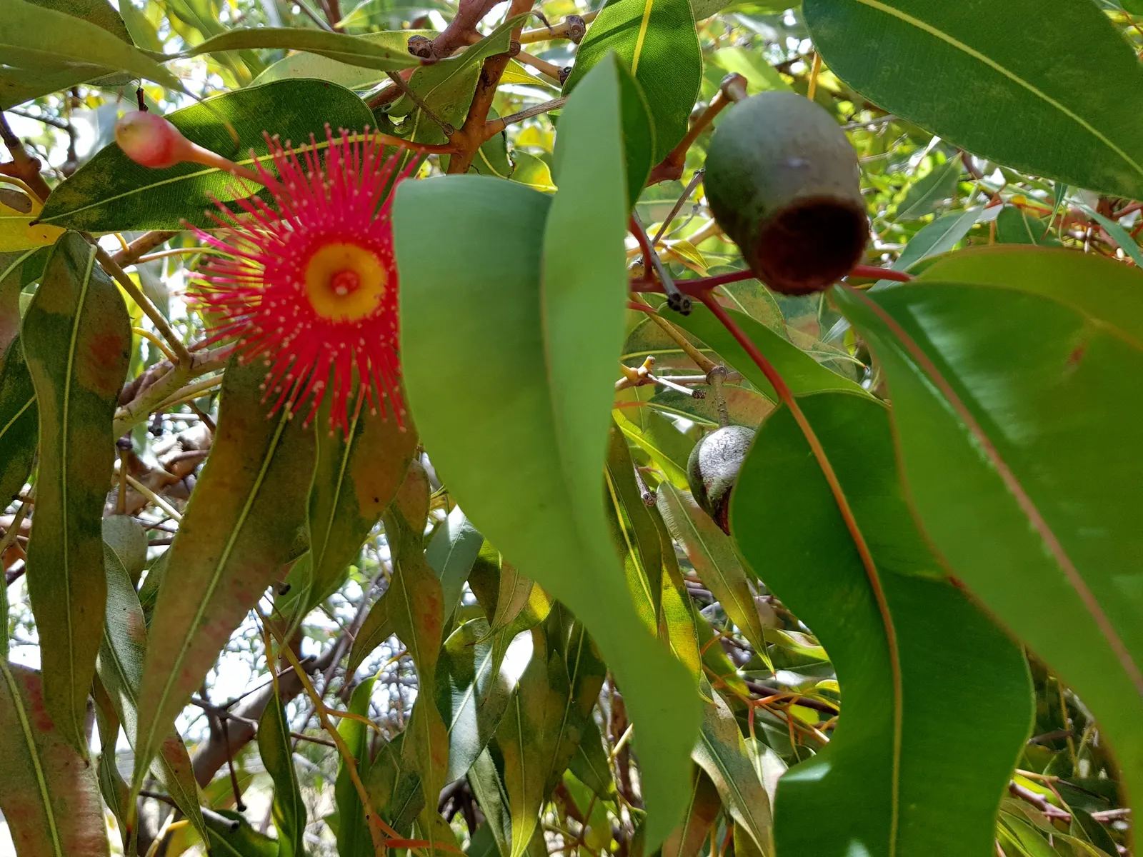 Hakea (Hakea Obtusa) — Typically reaching 3-6 feet in height, with a similar spread, it's well-suited for xeriscaping