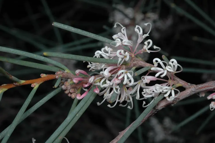 Hakea (Hakea Obtusa) — shrub / tree with multi-colored and orange and red blooms; which persist on the plant