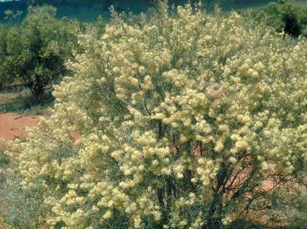 Hakea (Hakea Obtusa) — blue-green leaves that grow up to 3 to 4 inches long; an evergreen shrub native to Australia, image 71