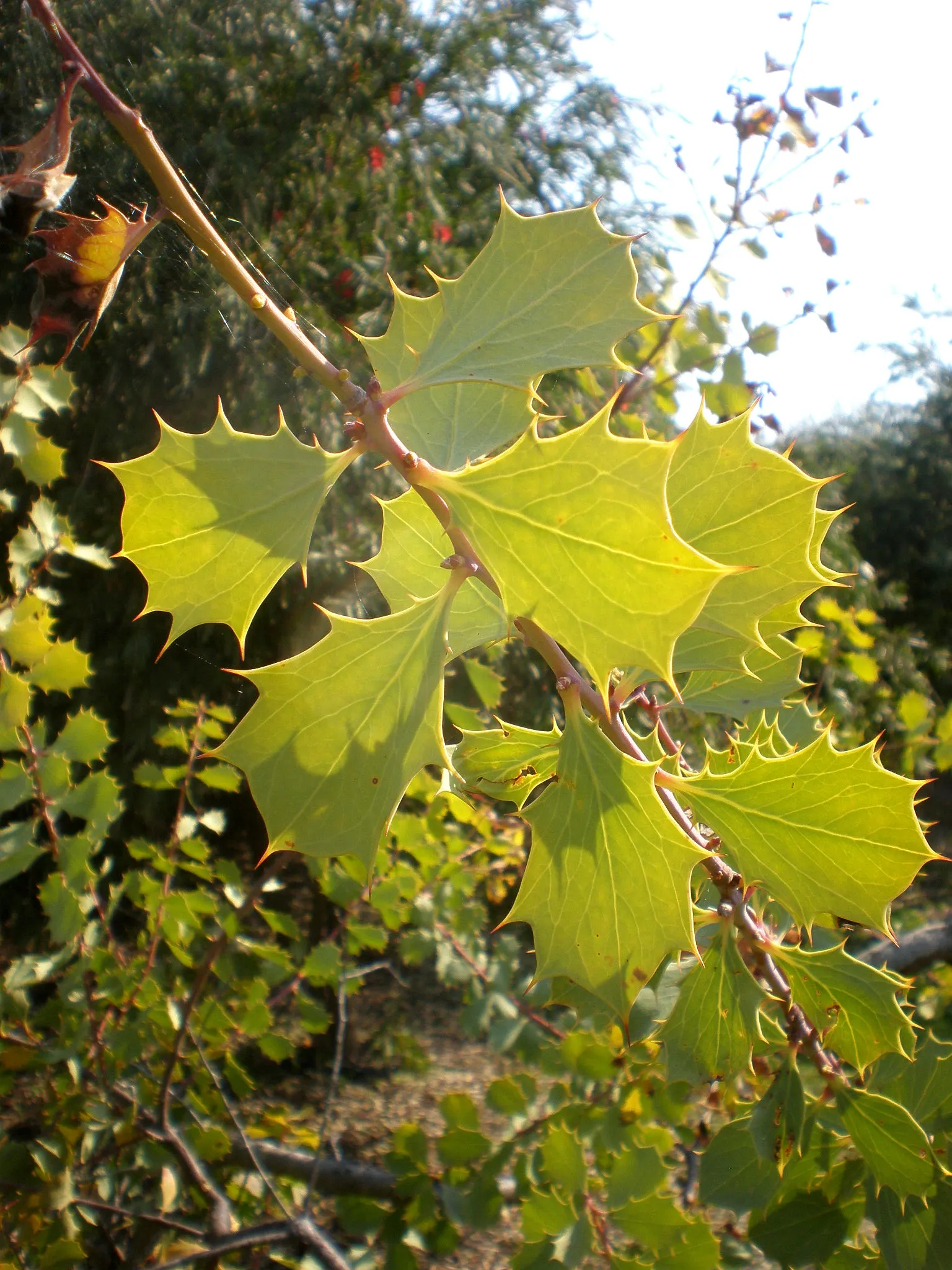 Hakea (Hakea Obtusa) — After the flowering period