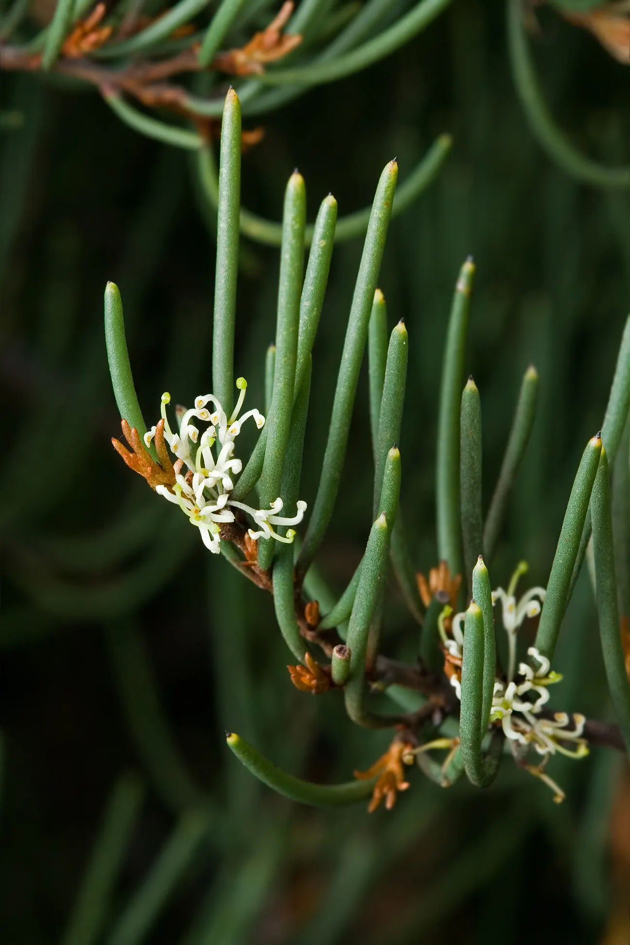 Hakea (Hakea Obtusa) — or loamy soils and a full to partial sun location; shrub / tree with multi-colored and orange and red blooms, image 79